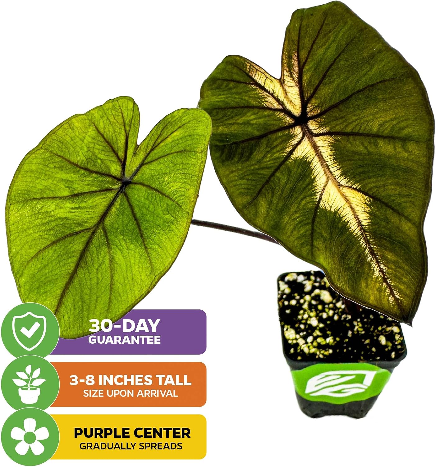 Thailand Giant Elephant Ear Live Plant - Colocasia gigantea by Wellspring Gardens - Elephant Ear Plant, Colocasia Gigantea, Elephant Ear Plant Live, Exotic Elephant Plant, Tropical Garden Design Ideas