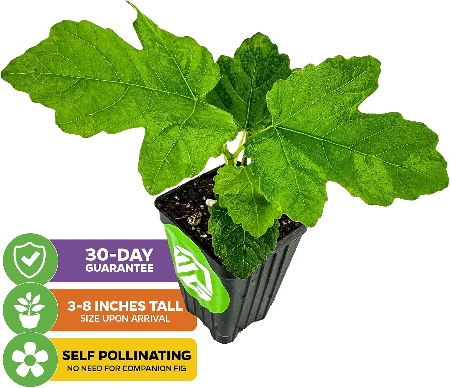 Beer's Black Fig Tree (Dwarf Habit) Live Plant - Ficus carica 'Beer's Black' - Wellspring Gardens - Cold-Hardy Fig, Dwarf Fig Tree, Compact Fig Plant - Fruit Bearing Starter Tree