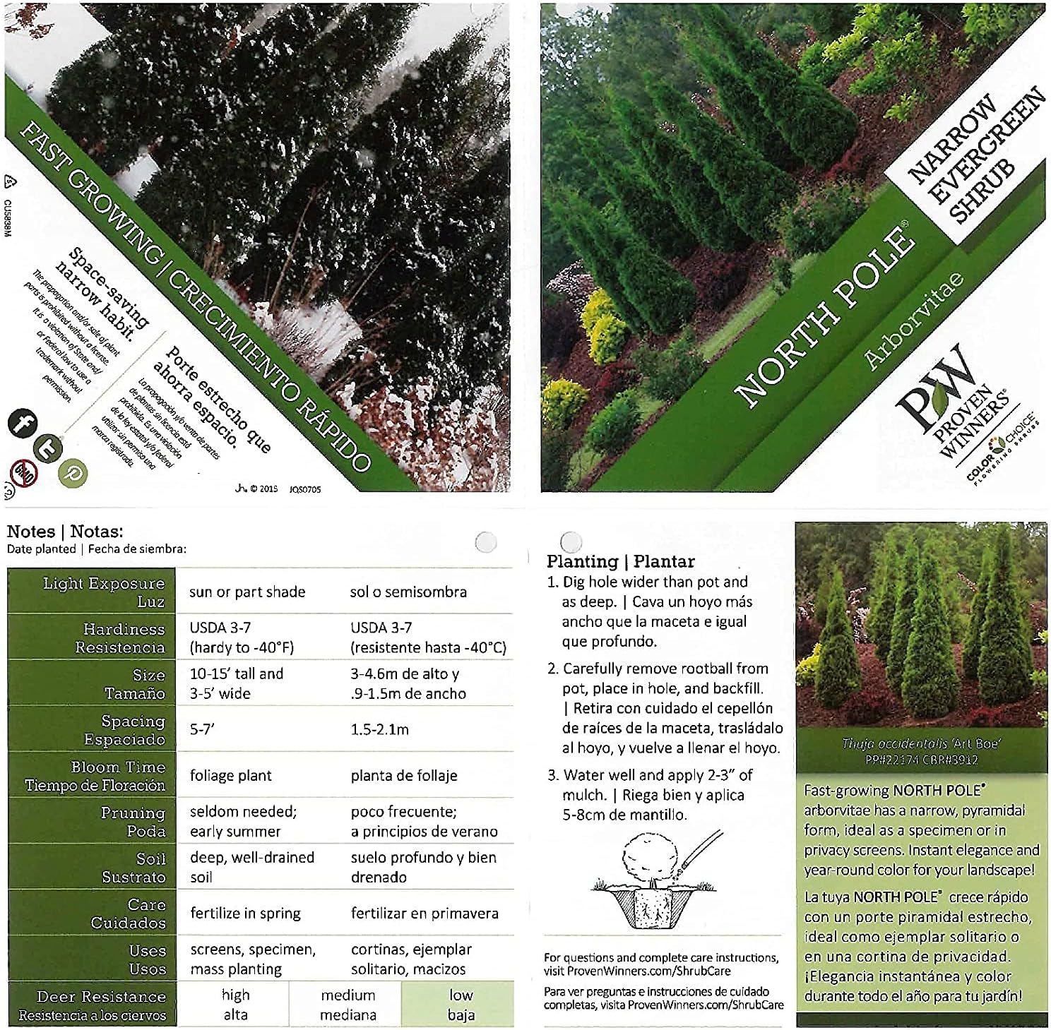 Live Plant Thuja-X Green Giant Evergreen Tree (Western Arborvitae), 3-Gallon Fully Potted Plant from Green Promise Farms