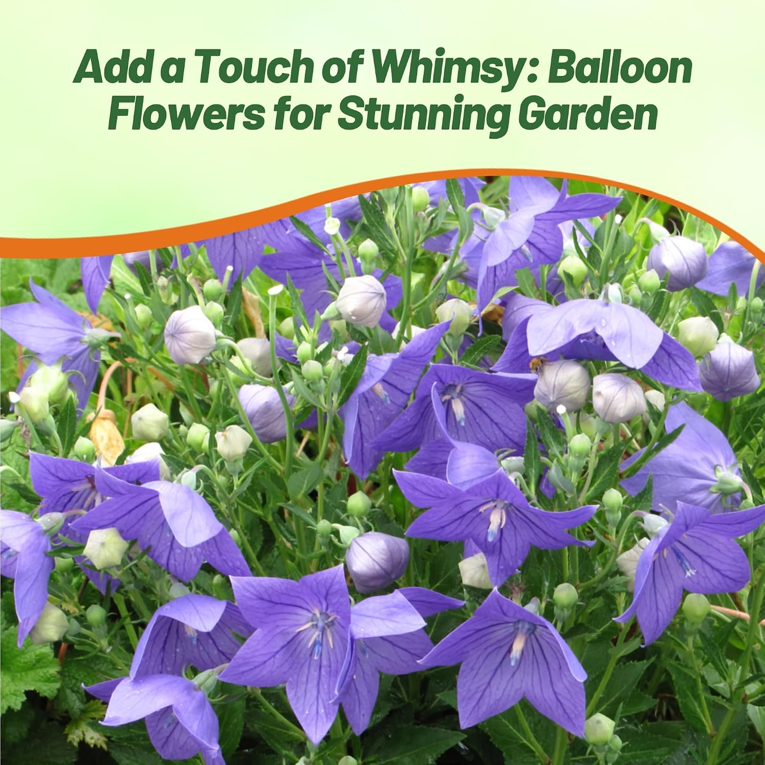 Outsidepride Blue Balloon Flower Seeds for Planting – 1000 Pcs Perennial, Drought-Tolerant, Easy to Grow, Low Maintenance, Pollinator-Friendly, Star-Shaped Blooms for Outdoor Gardens and Borders
