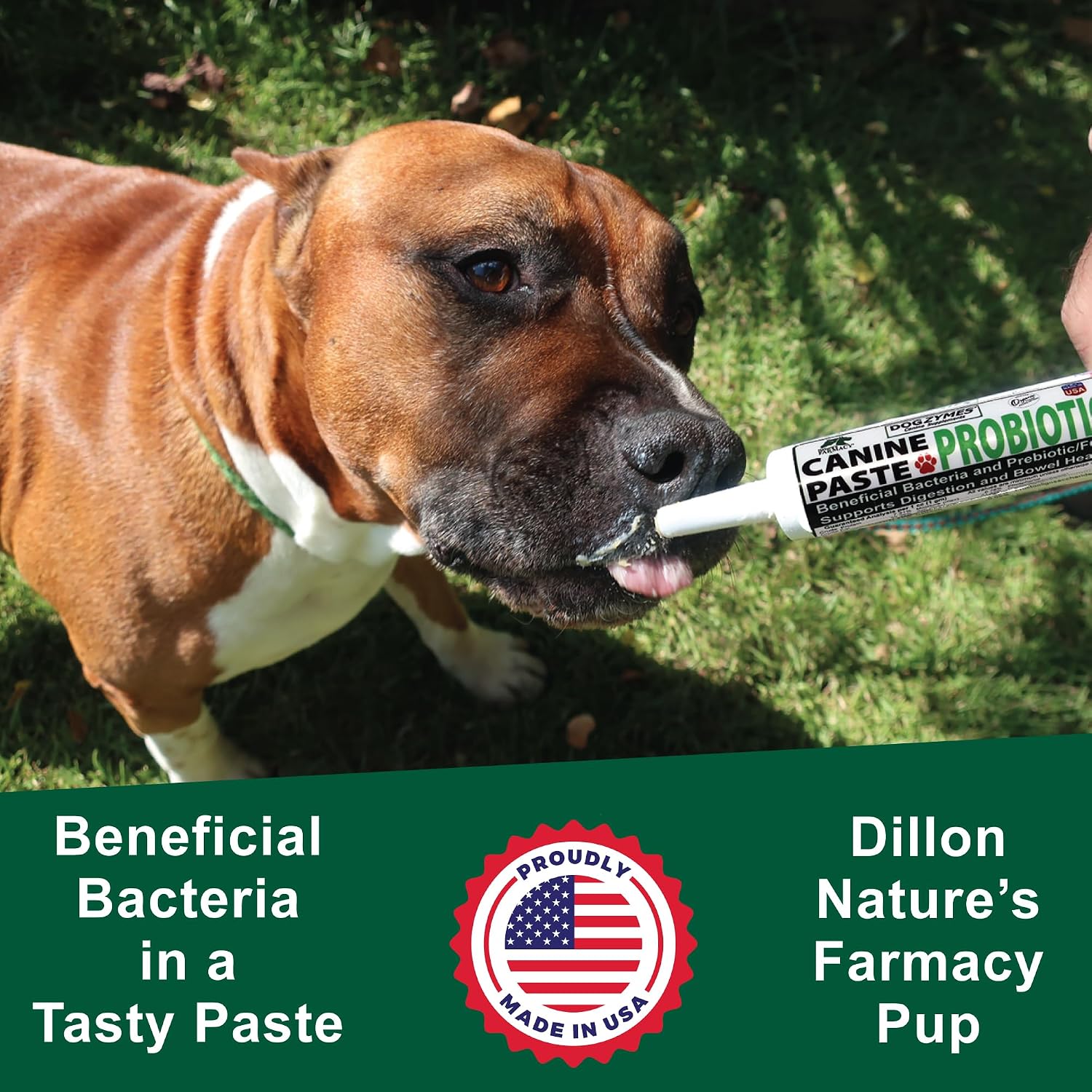 Dogzymes Canine Probiotic Paste Beneficial Bacteria-Enzyme 2.3 Billion CFU/gm Saccharomyces boulardii Organic Dried Honey Powder (30 Gram)
