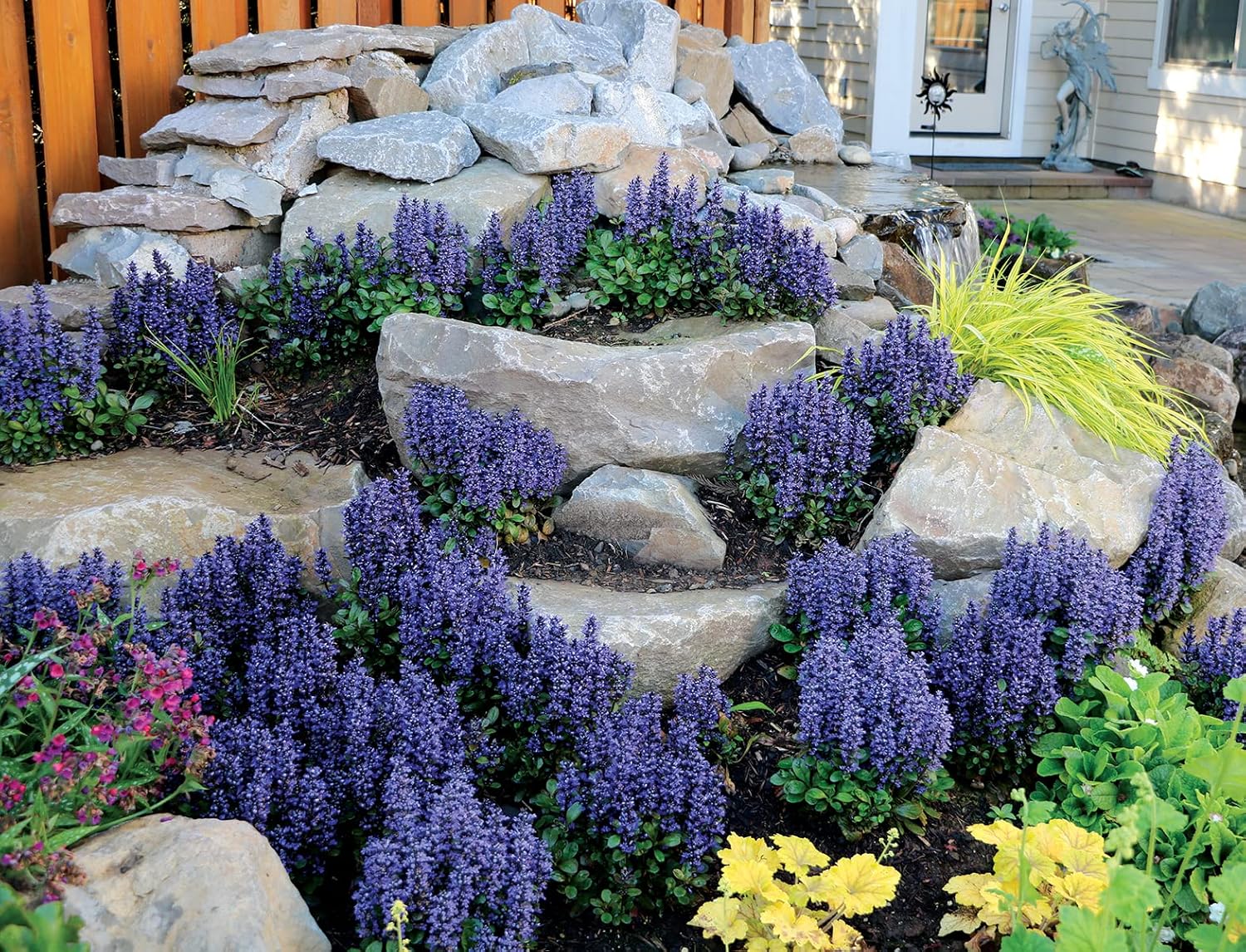 Live Ground-Cover Plants - Pachysandra Terminalis + Japanese Spurge - [Qty: 25 Bare Roots] - (Click for Other Available Plants/Quantities)