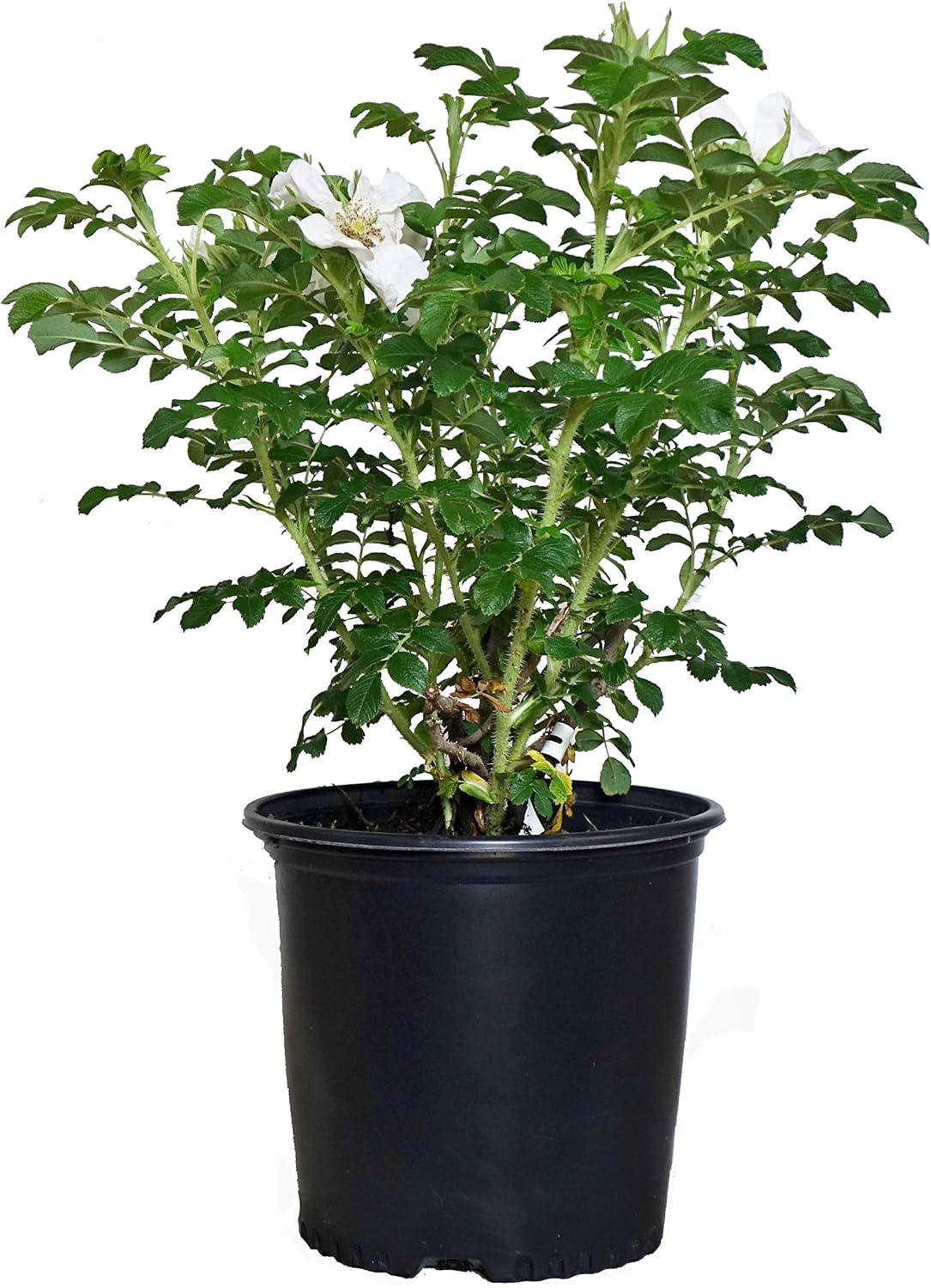 Rosa X Purple Pavement (Rose) Rose, purple flowers, #3 - Size Container
