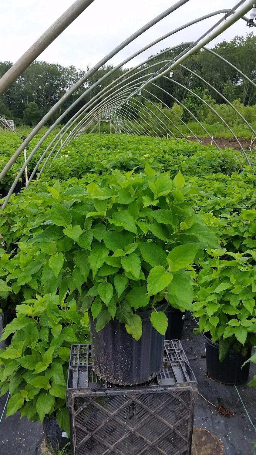 First Editions - Hydrangea pan. Vanilla Strawberry (Panicle Hydrangea) Shrub, white/pink/red flowers, #3 - Size Container