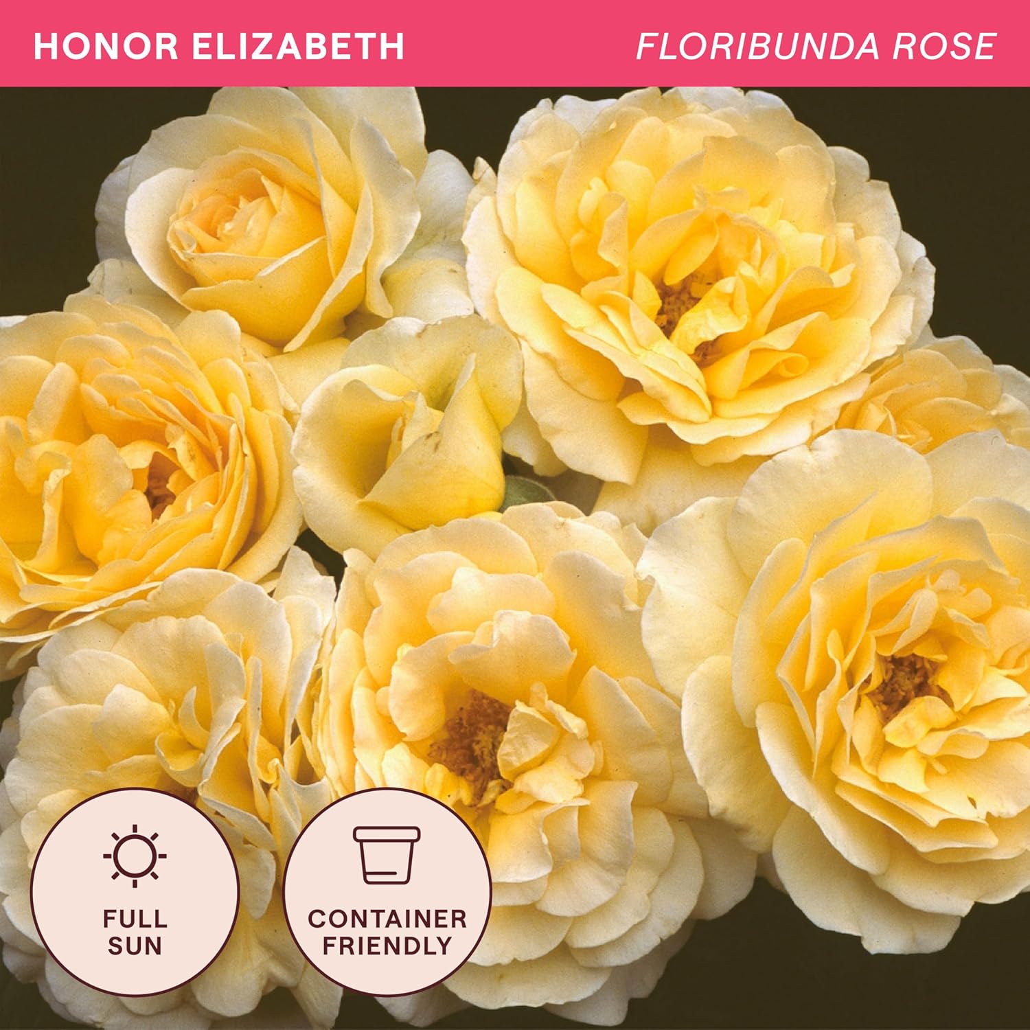 Heirloom Floribunda Roses, Live Own Root Plant, Julia Child™ | Moderately Fragrant, Hardiness Zones: 6-10, Continual Blooming,For Outdoor Gardens, Planters, and Pots