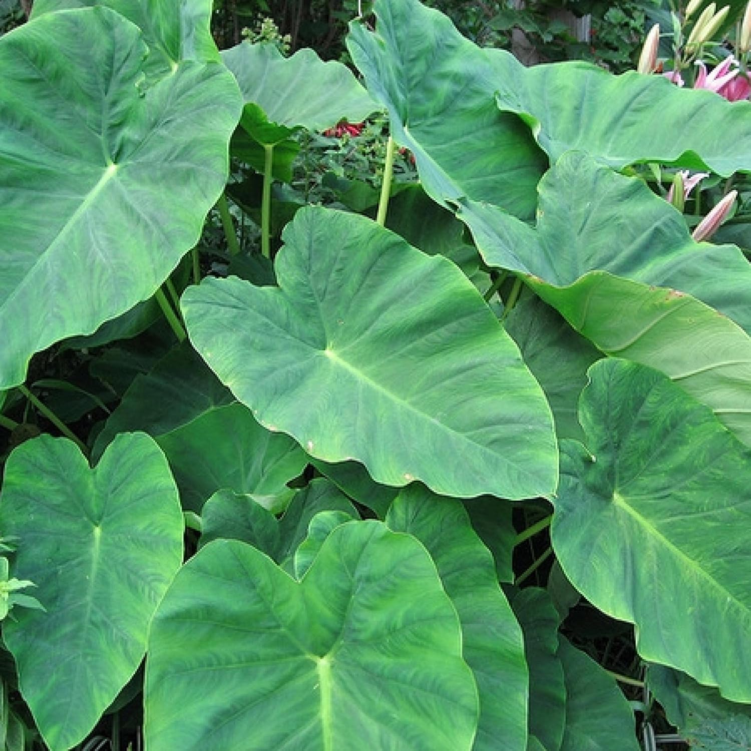 ‘Black Magic’ Taro, a Great Live Pond Plant for Your Water Garden. Filters The koi and Goldfish Pond. Good for Bogs