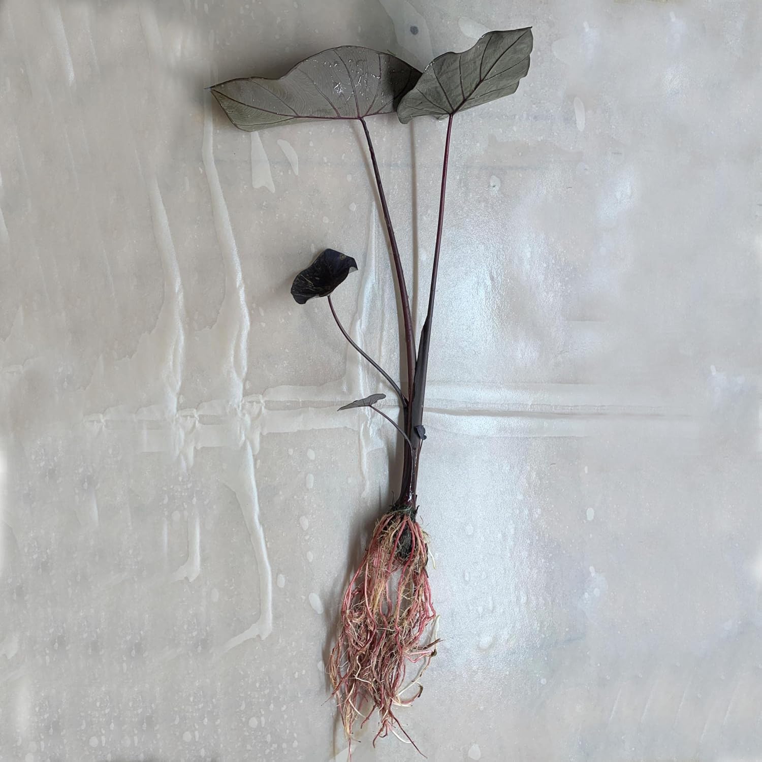 ‘Black Magic’ Taro, a Great Live Pond Plant for Your Water Garden. Filters The koi and Goldfish Pond. Good for Bogs