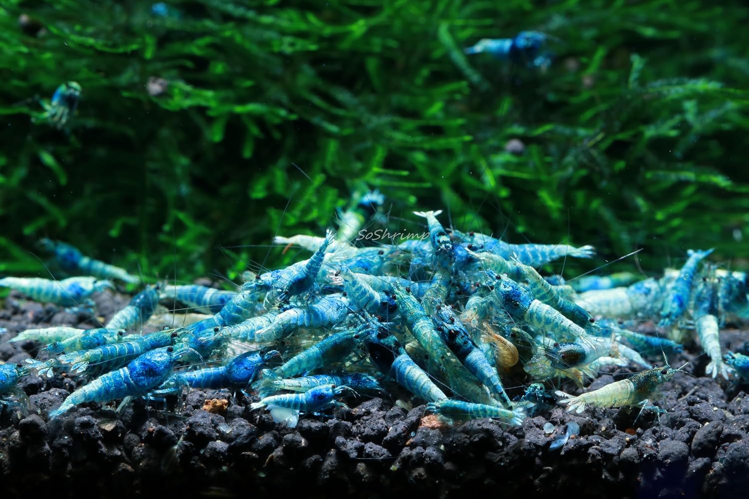 Live Freshwater Aquarium Shrimp - Caridina (Crystal Red Shrimp S-SSS Grade, 5 Pack)
