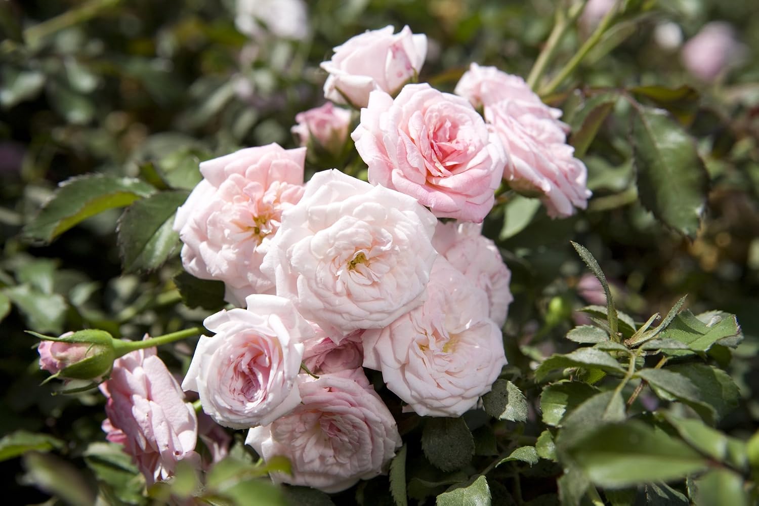 Drift Roses - Rosa Peach Drift (Rose) Rose, double peach flowers, #2 - Size Container