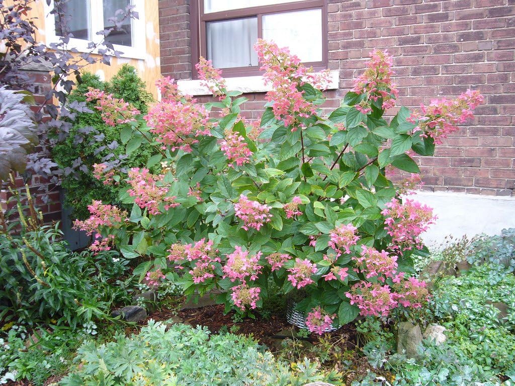Unique Hydrangea Paniculata - Live Plant Shipped 2 Feet Tall by DAS Farms