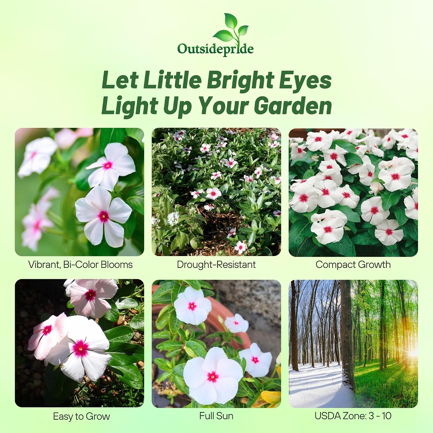 Outsidepride Bright Eyes Periwinkle Seeds for Planting – 4000 Pcs Annual, Fast-Blooming, Heat & Drought Tolerant Vinca Flower Seeds with Vibrant Colors Ideal for Gardens, Beds, Borders & Containers