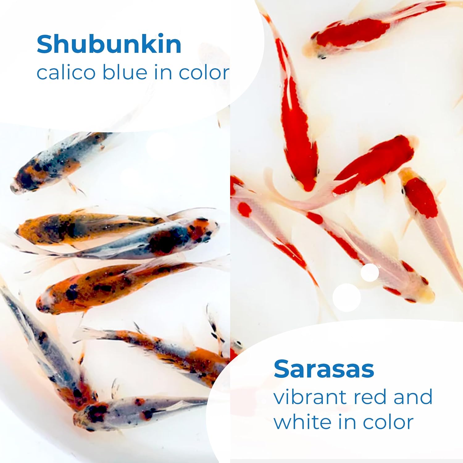 Toledo Goldfish Live Shubunkin and Sarasa Goldfish Combo, Live Fish with a Variety of Colors and Patterns - Perfect for Ponds, Tanks, and Aquariums - 3-4 Inches, 3 of Each, 6 Total Count