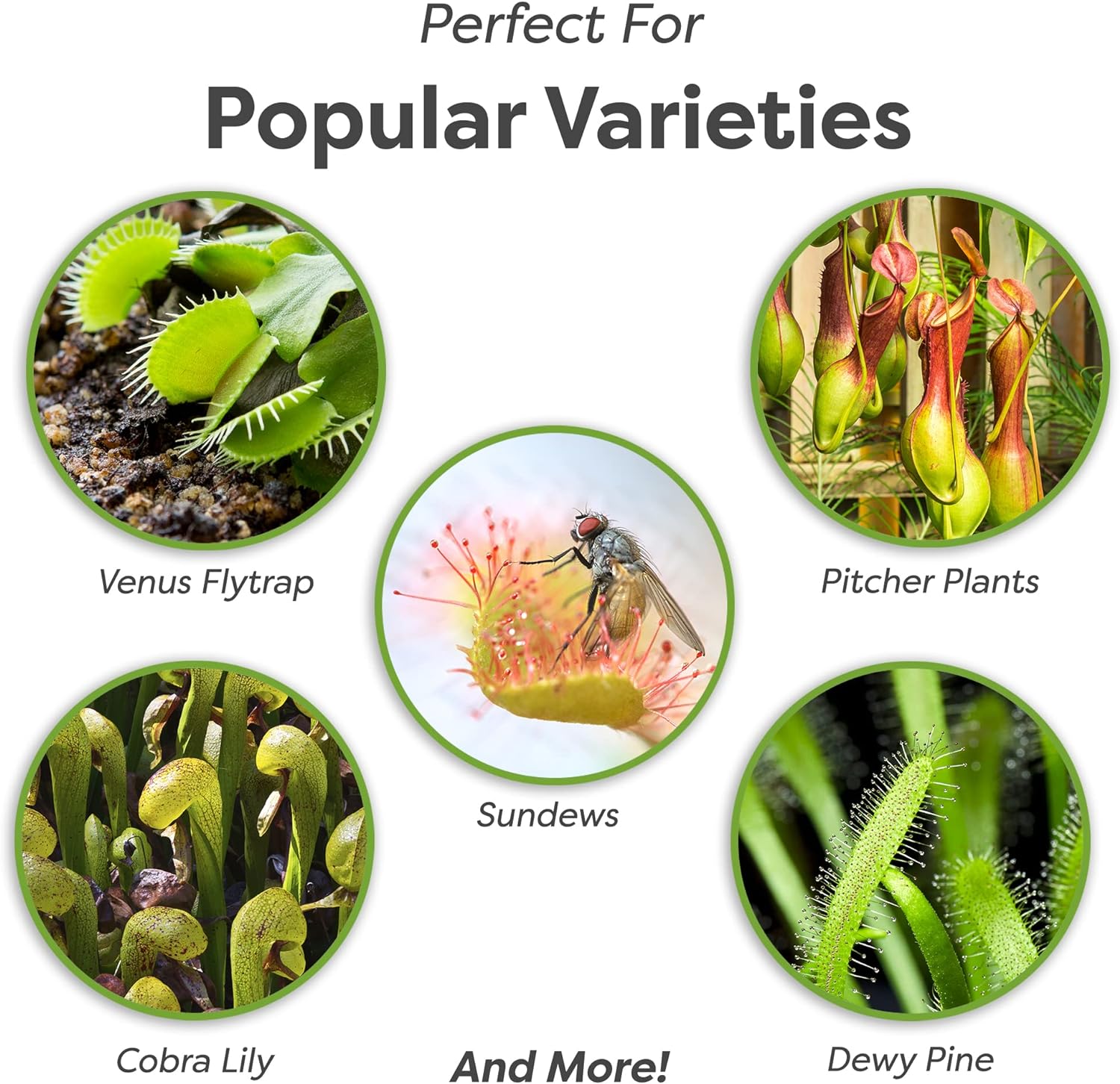 Perfect Plants Carnivorous Plant Soil, 4 qt, Venus Fly Trap Potting Mix