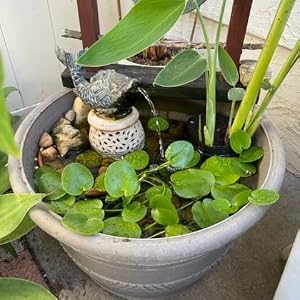 Container Garden