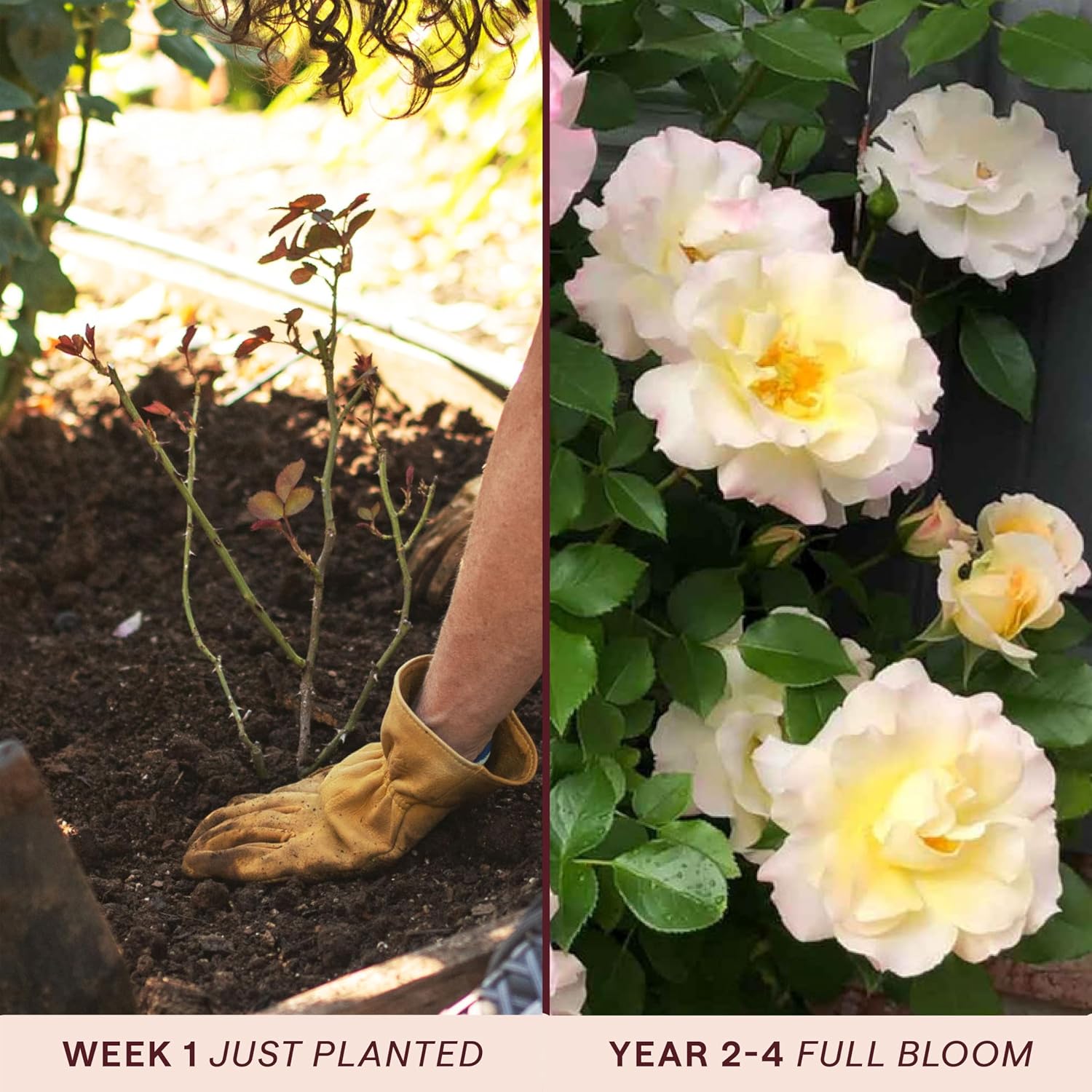 Heirloom Floribunda Roses, Live Own Root Plant, Julia Child™ | Moderately Fragrant, Hardiness Zones: 6-10, Continual Blooming,For Outdoor Gardens, Planters, and Pots