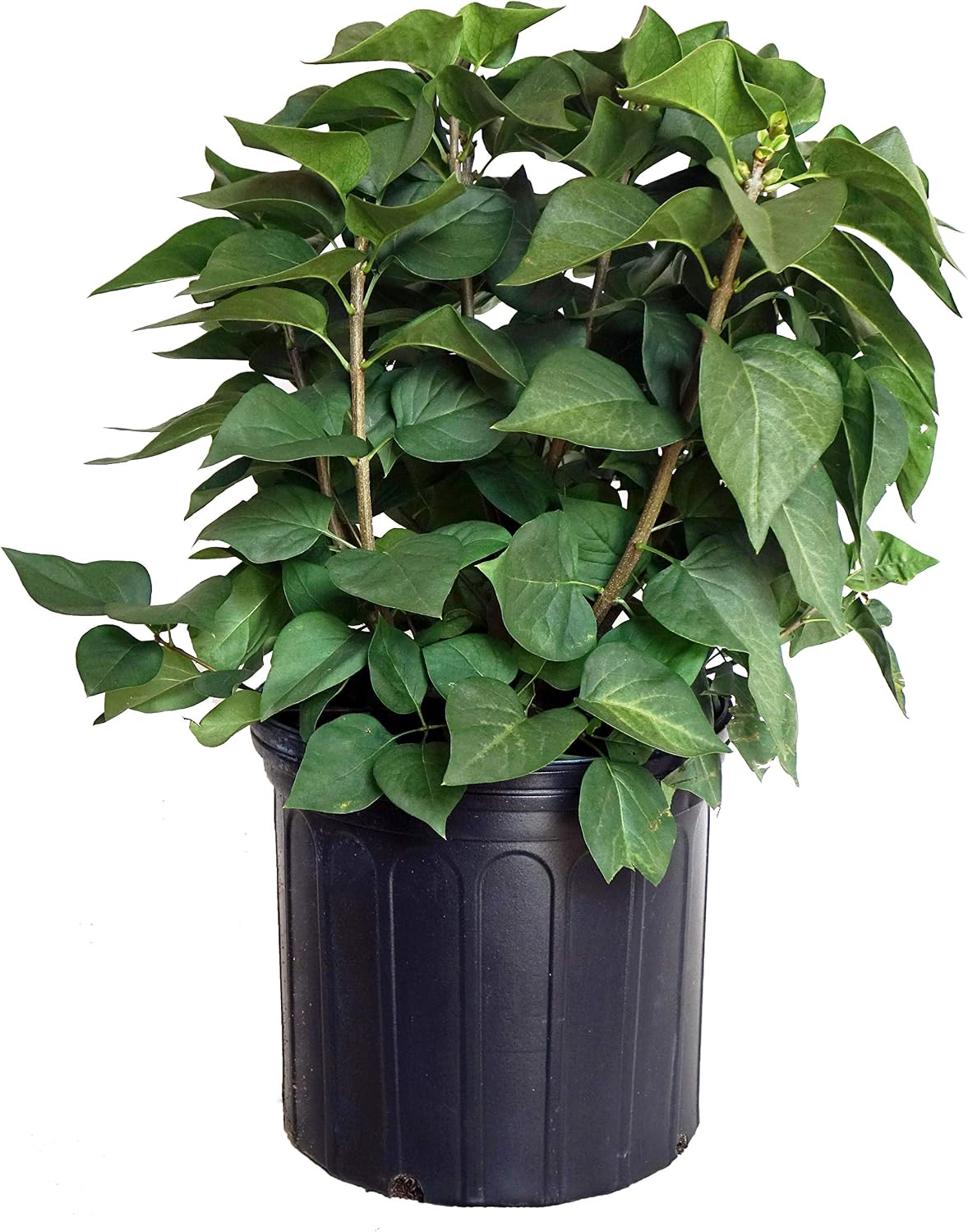 Proven Winners - Syringa x Bloomerang Dark Purple (Reblooming Lilac) Shrub, dark purple flowers, #3 - Size Container