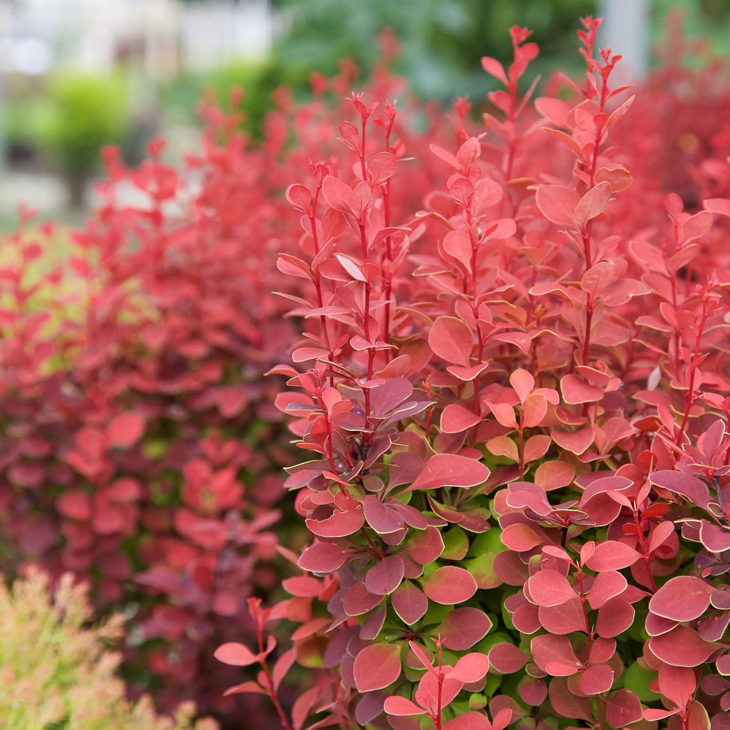 Southern Living 2 Gal. Orange Rocket Barberry Shrub