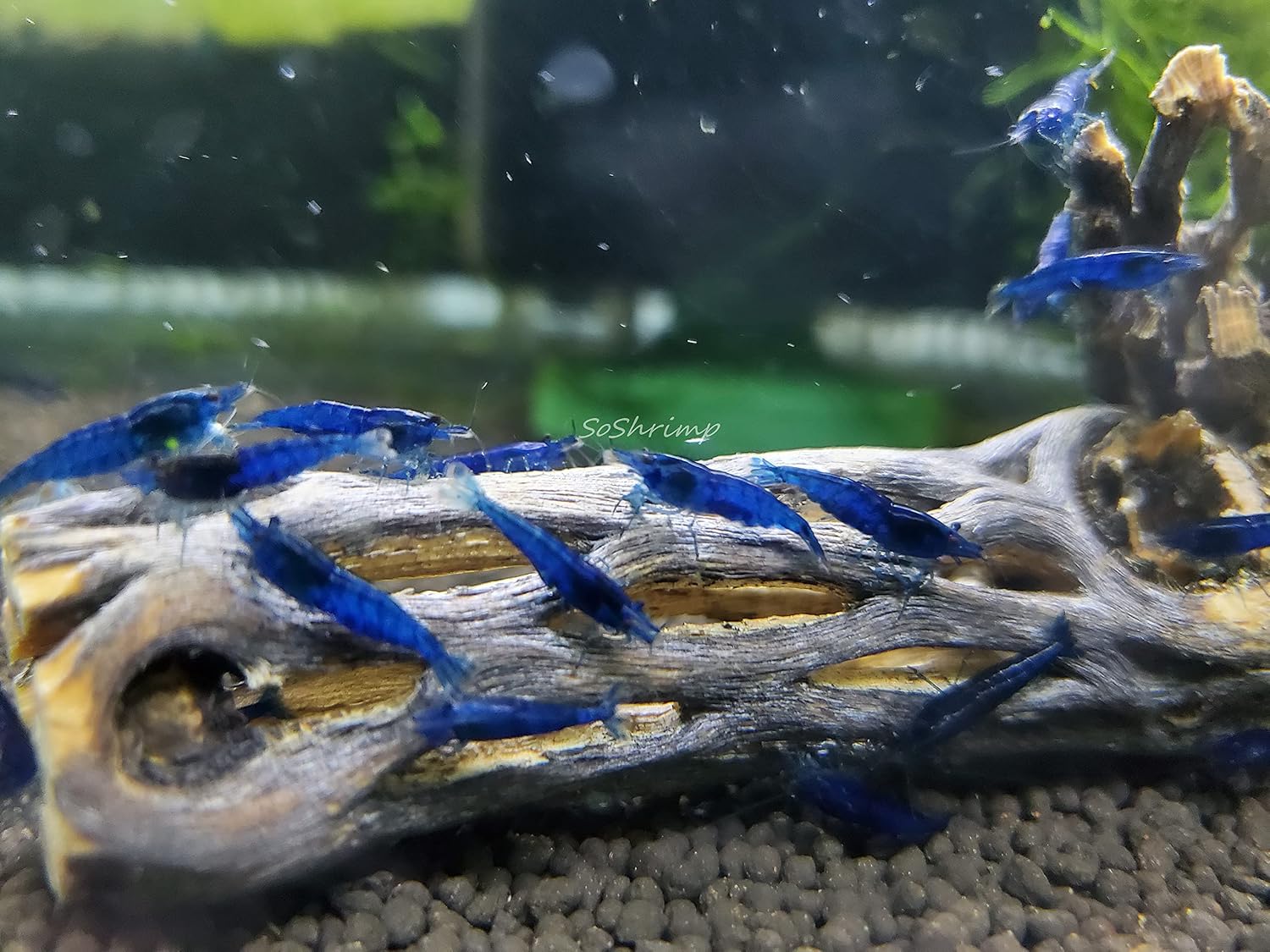 Live Freshwater Aquarium Shrimp - Neocaridina (Red Cherry, 5 Pack)