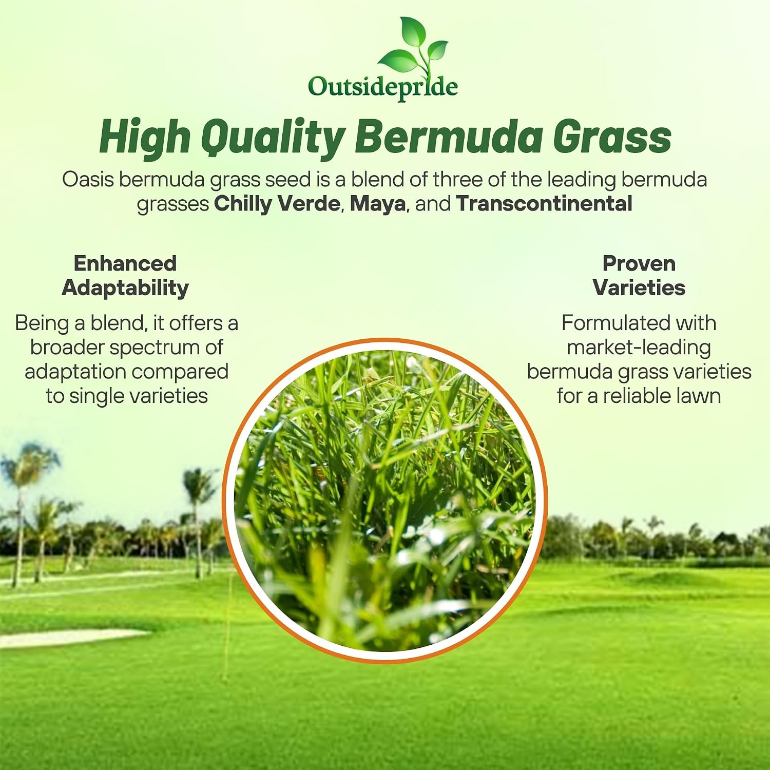 Outsidepride Oasis Bermuda Grass Seed - 5 lbs Warm Season, High Traffic, Heat Resistant, Drought-Tolerant, Low-Maintenance, Fast Growing Turf Grass for Lawn, Ideal for Sunny Areas, Thick Coverage
