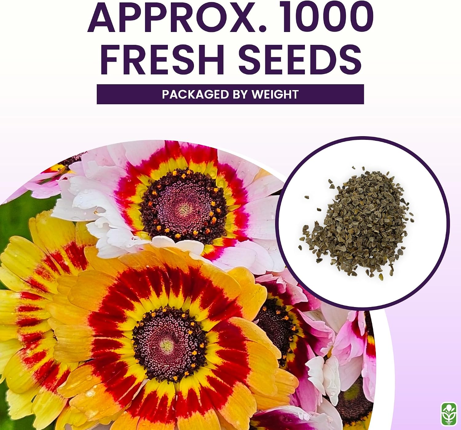 2500 Rainbow Painted Daisy Seeds - Former Wildflower Tamed as a Colorful Sunny Annual and Cut Flower