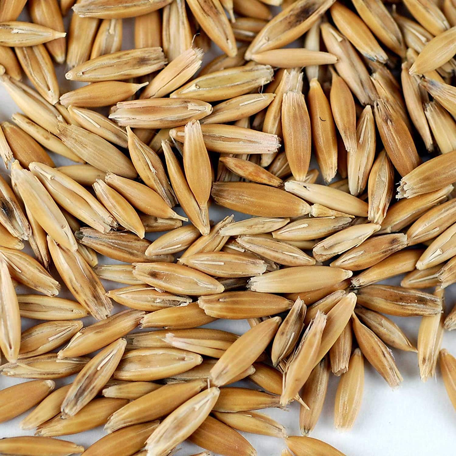 Handy Pantry 25 Lb Bulk Non-GMO Organic Whole Oat Groats (w/Husk) | Gluten Free Organic Whole Oats for Sprouts, Oat Berries, Oat Flour, Oat Rice