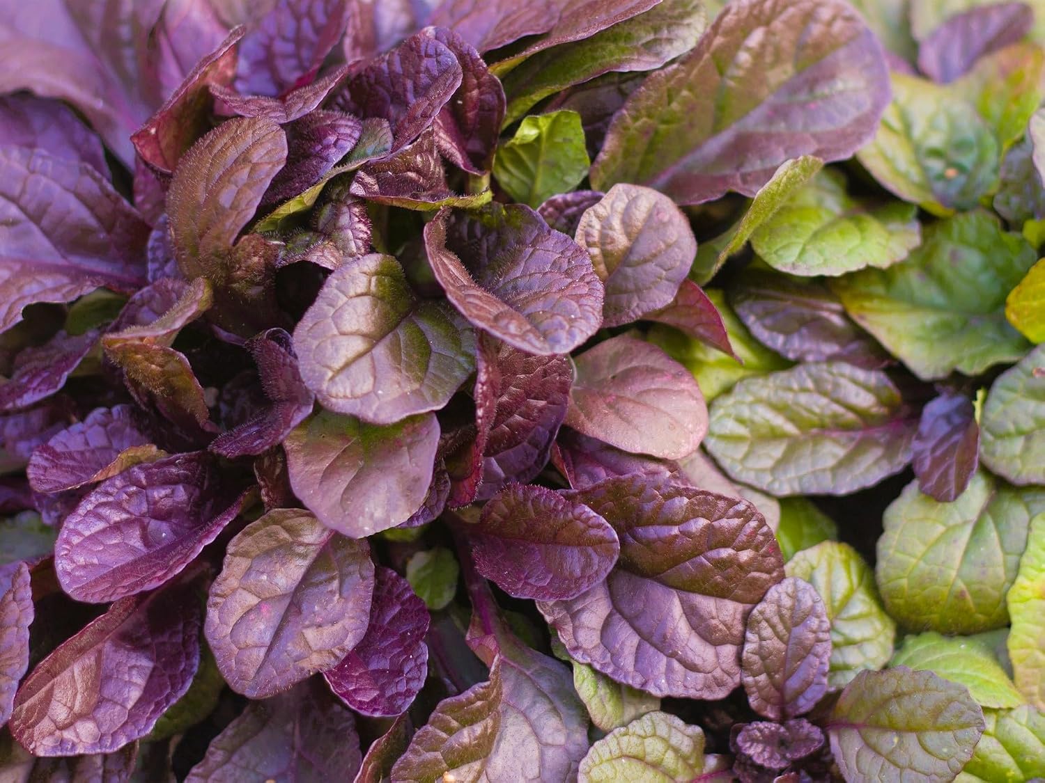 Live Ground-Cover Plants - Pachysandra Terminalis + Japanese Spurge - [Qty: 25 Bare Roots] - (Click for Other Available Plants/Quantities)