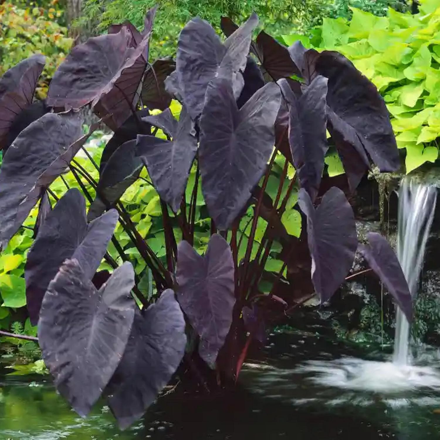 ‘Black Magic’ Taro, a Great Live Pond Plant for Your Water Garden. Filters The koi and Goldfish Pond. Good for Bogs
