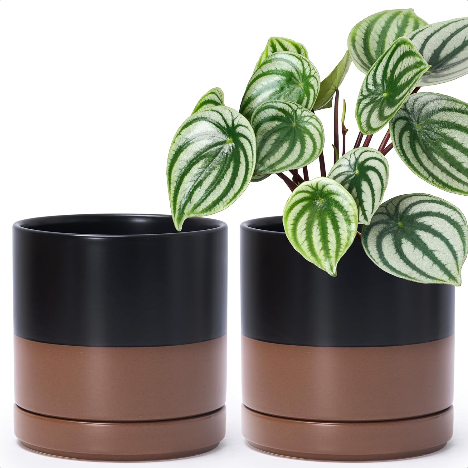 D'vine Dev 2-Pack Ceramic Pots with Saucers, White/Grey, 4.7 in, 94-V-B-6
