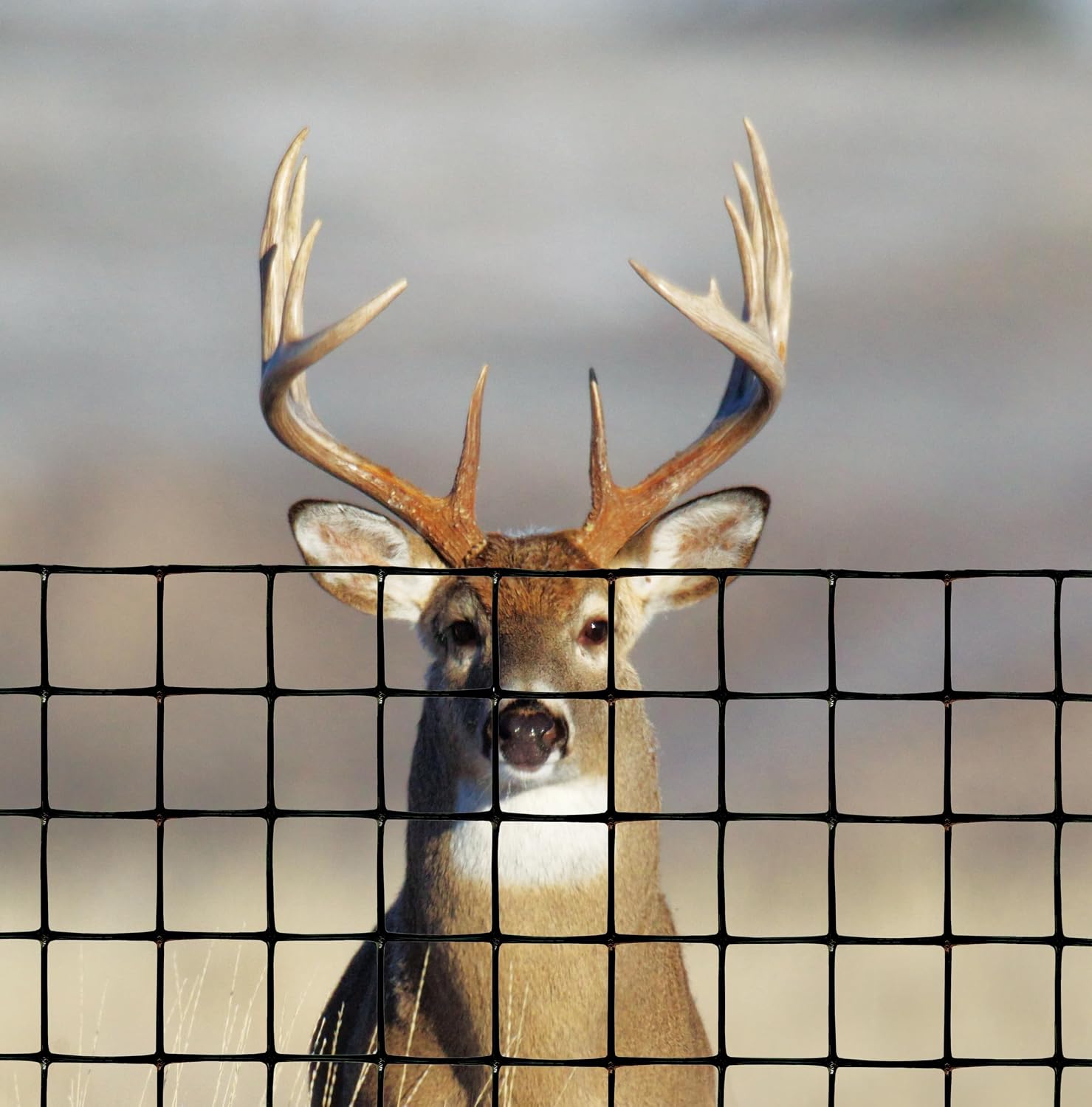 Tenax 2A120053 Deer Fence C-Flex-T Economy 6'x165' Black