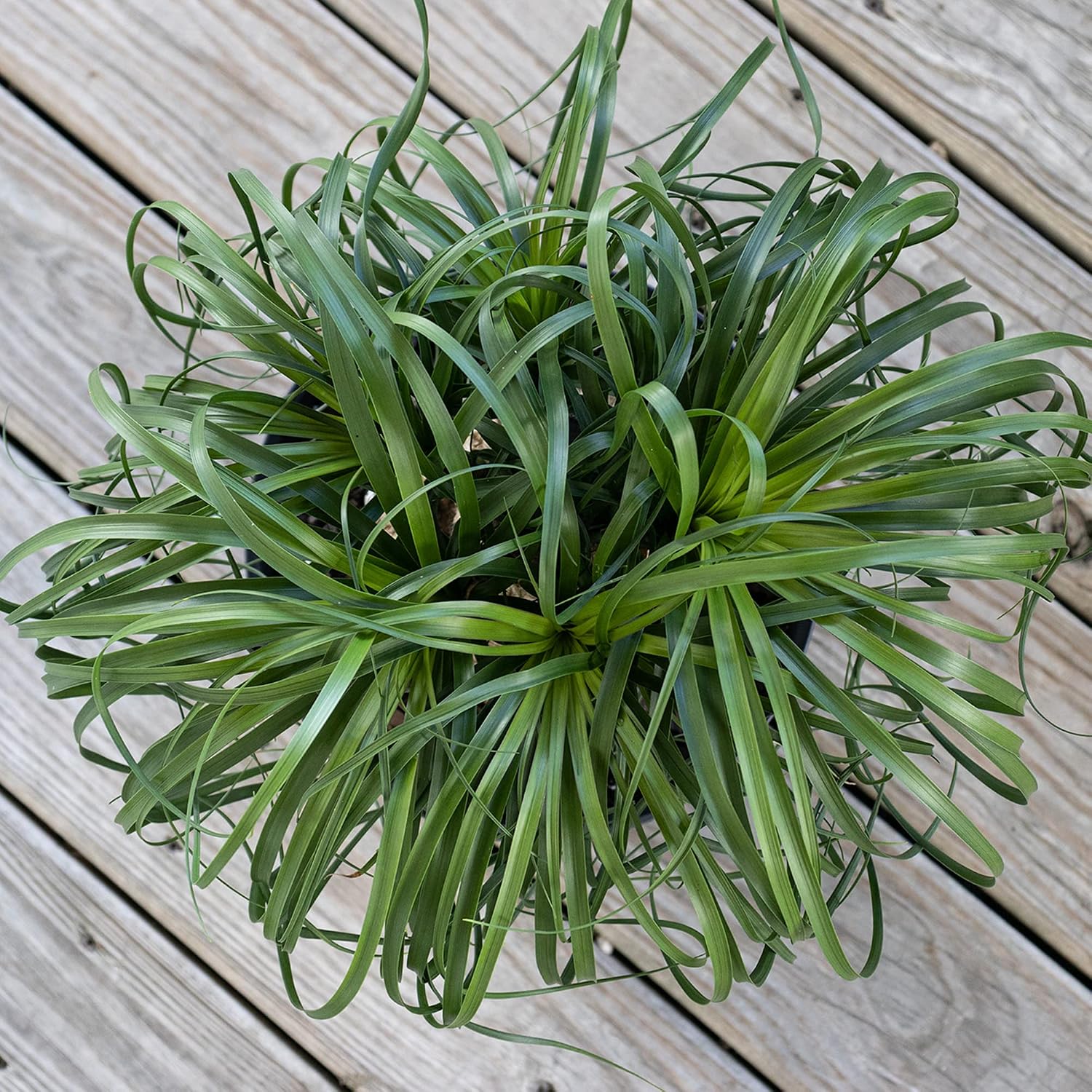 Ponytail Palm Live Plant by United Nursery Indoor House Plant for Home, Patio, or Office Decor (Plant Pot, 10-inch Pot)