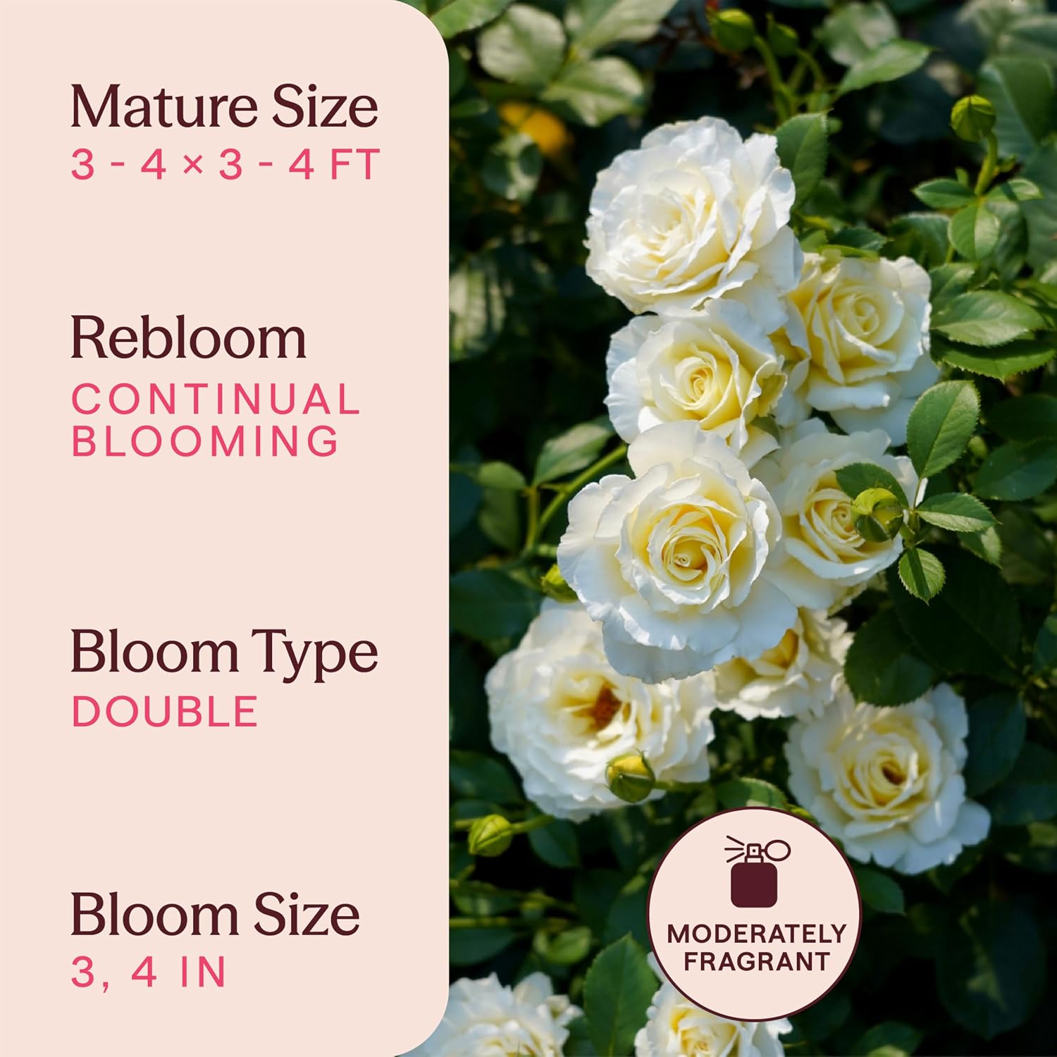 Heirloom Floribunda Roses, Live Own Root Plant, Julia Child™ | Moderately Fragrant, Hardiness Zones: 6-10, Continual Blooming,For Outdoor Gardens, Planters, and Pots