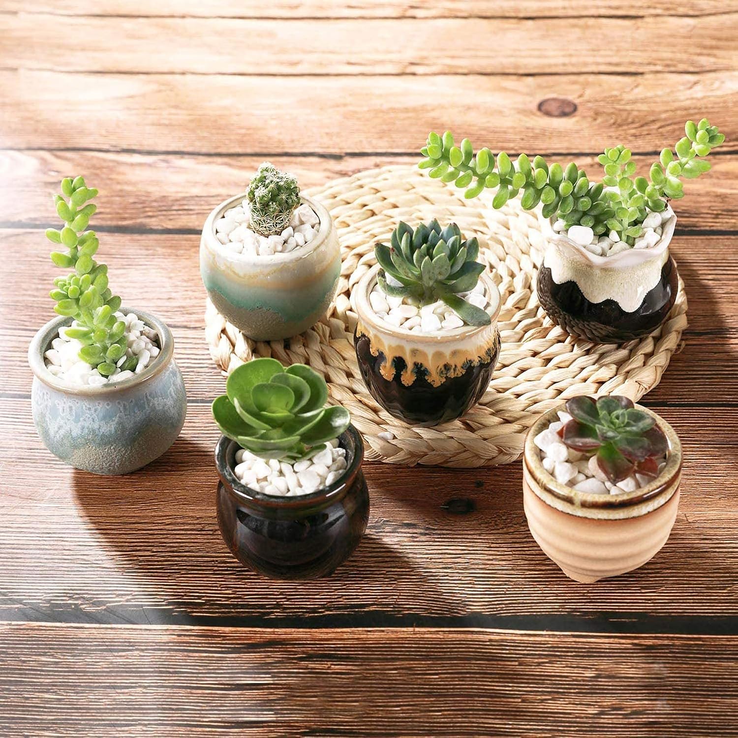 T4U Mini Succulent Ceramic Pots for Gifts, Small Planters for Decor 6 Pack | Planters with Drainage, for live cactus plants, bonsai tree starter pots, indoor windowsill decor, office desk accents