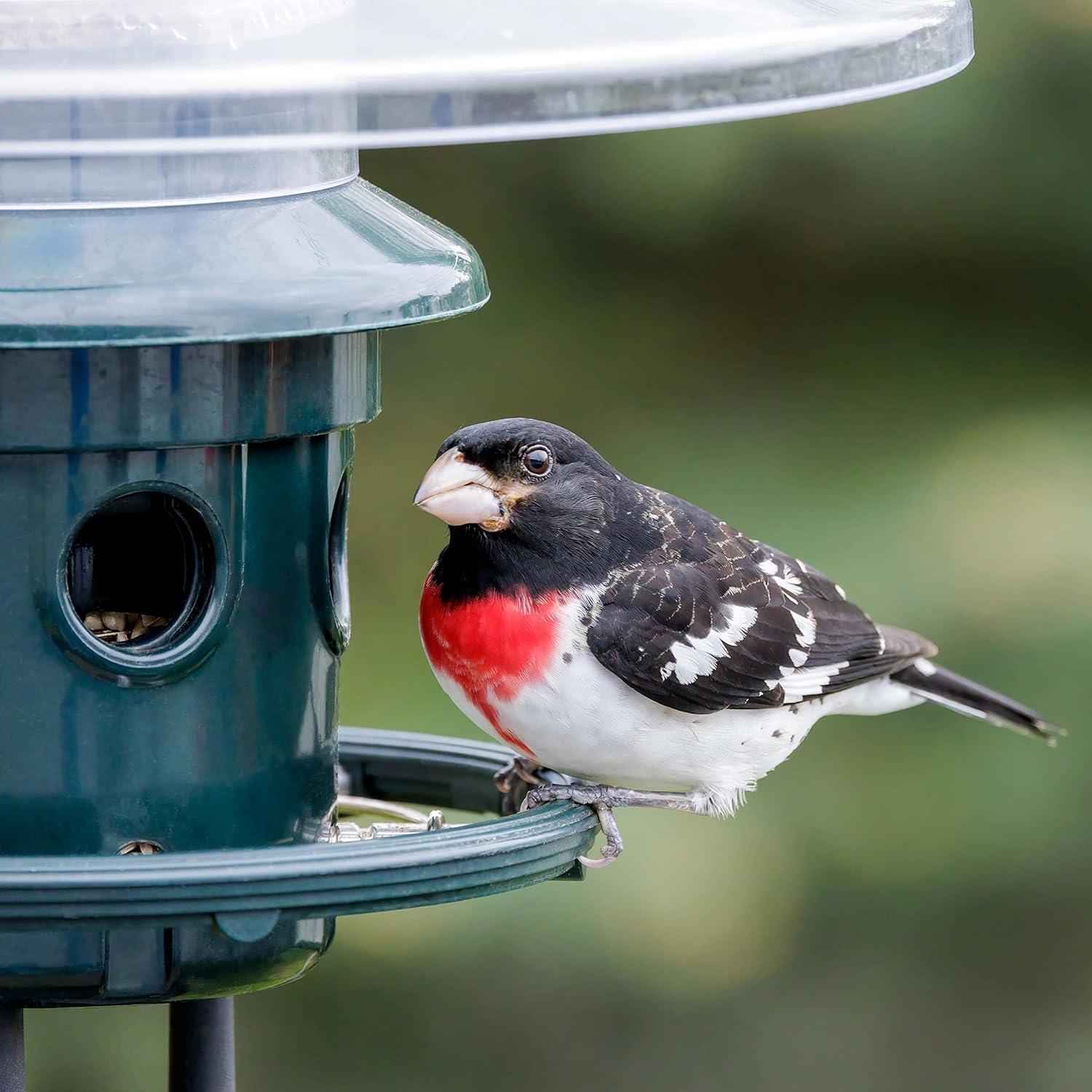 Squirrel Buster Plus Squirrel-proof Bird Feeder w/Cardinal Ring and 6 Feeding Ports, 5.1-pound Seed Capacity, Adjustable