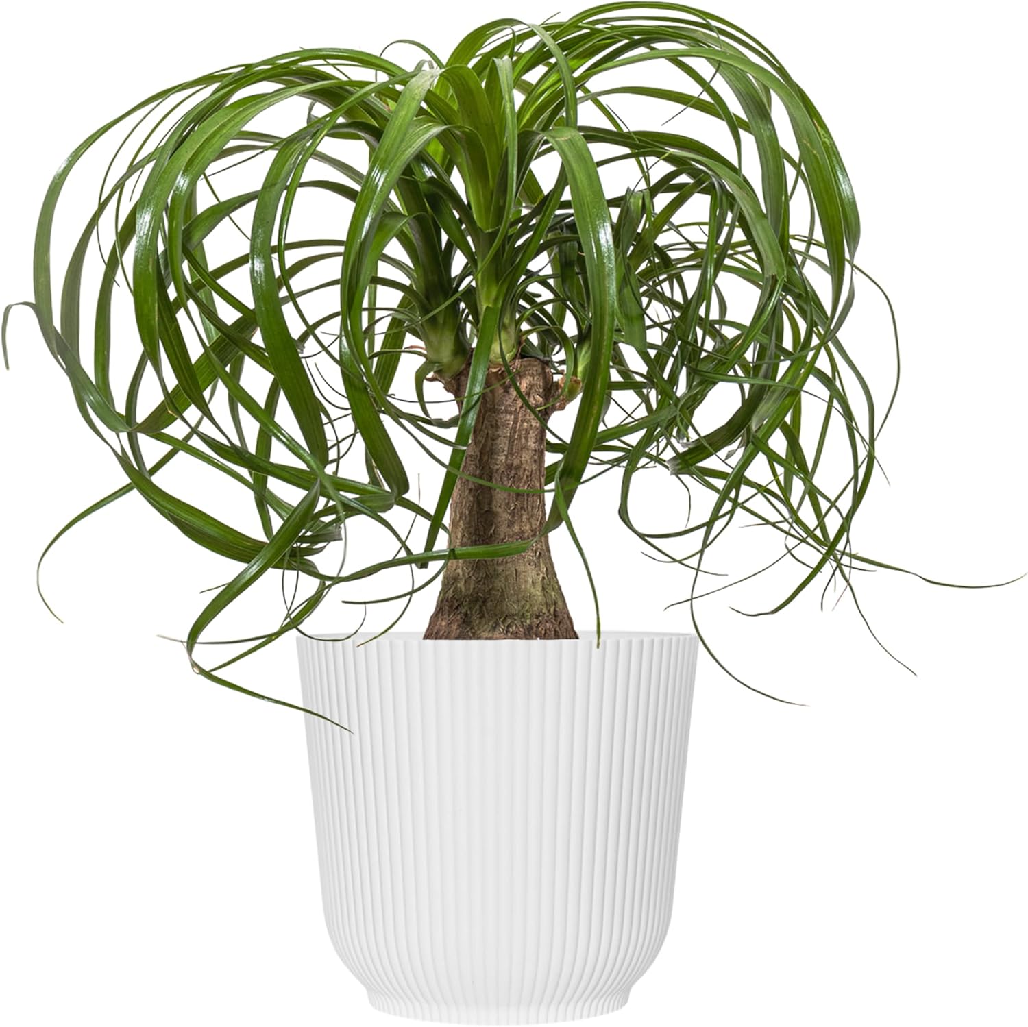 Ponytail Palm Live Plant by United Nursery Indoor House Plant for Home, Patio, or Office Decor (Plant Pot, 10-inch Pot)
