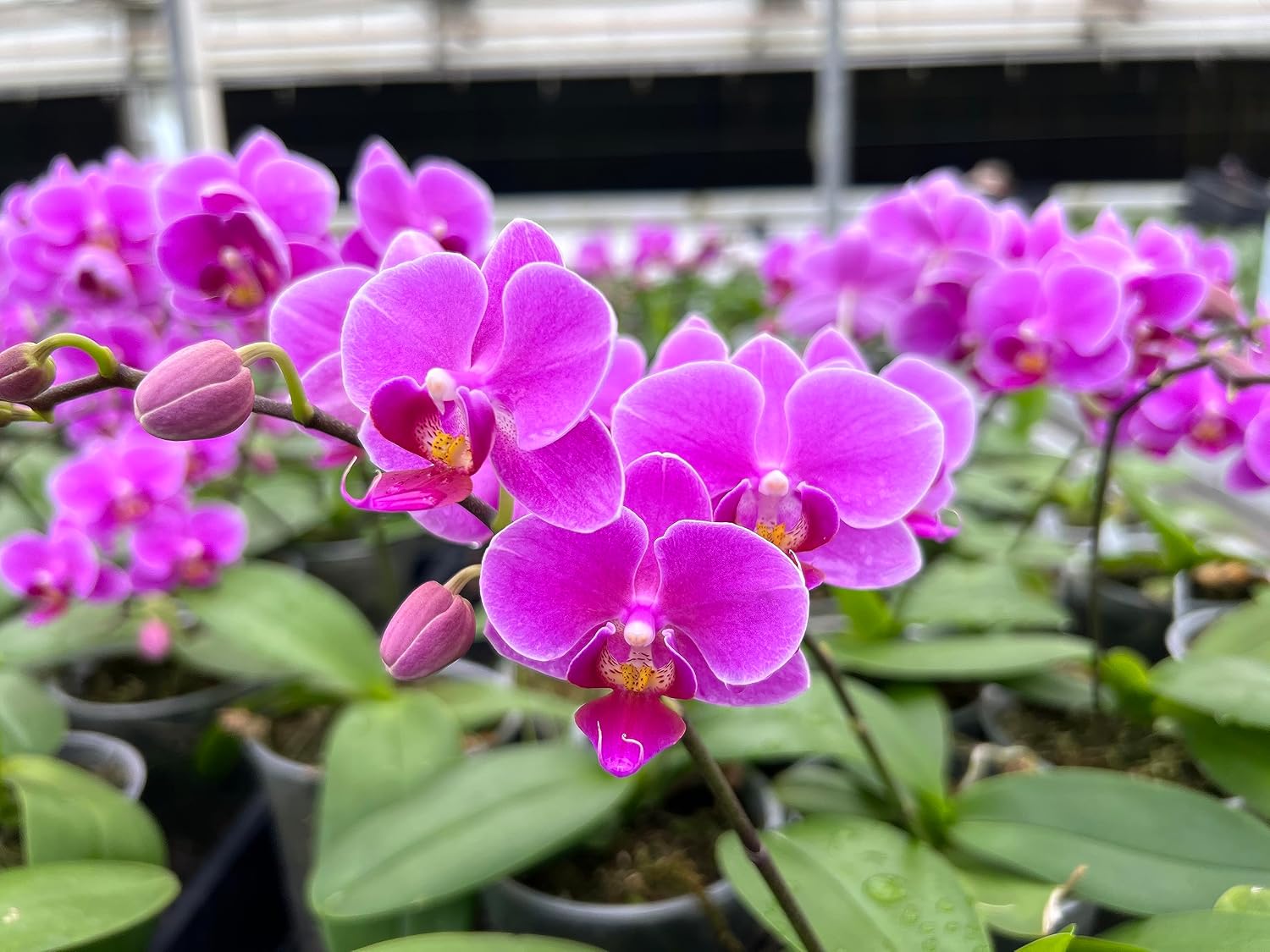 Peter's 20-20-20. 2 Pounds. General Purpose Water Soluble Fertilizer with Micro Nutrients.
