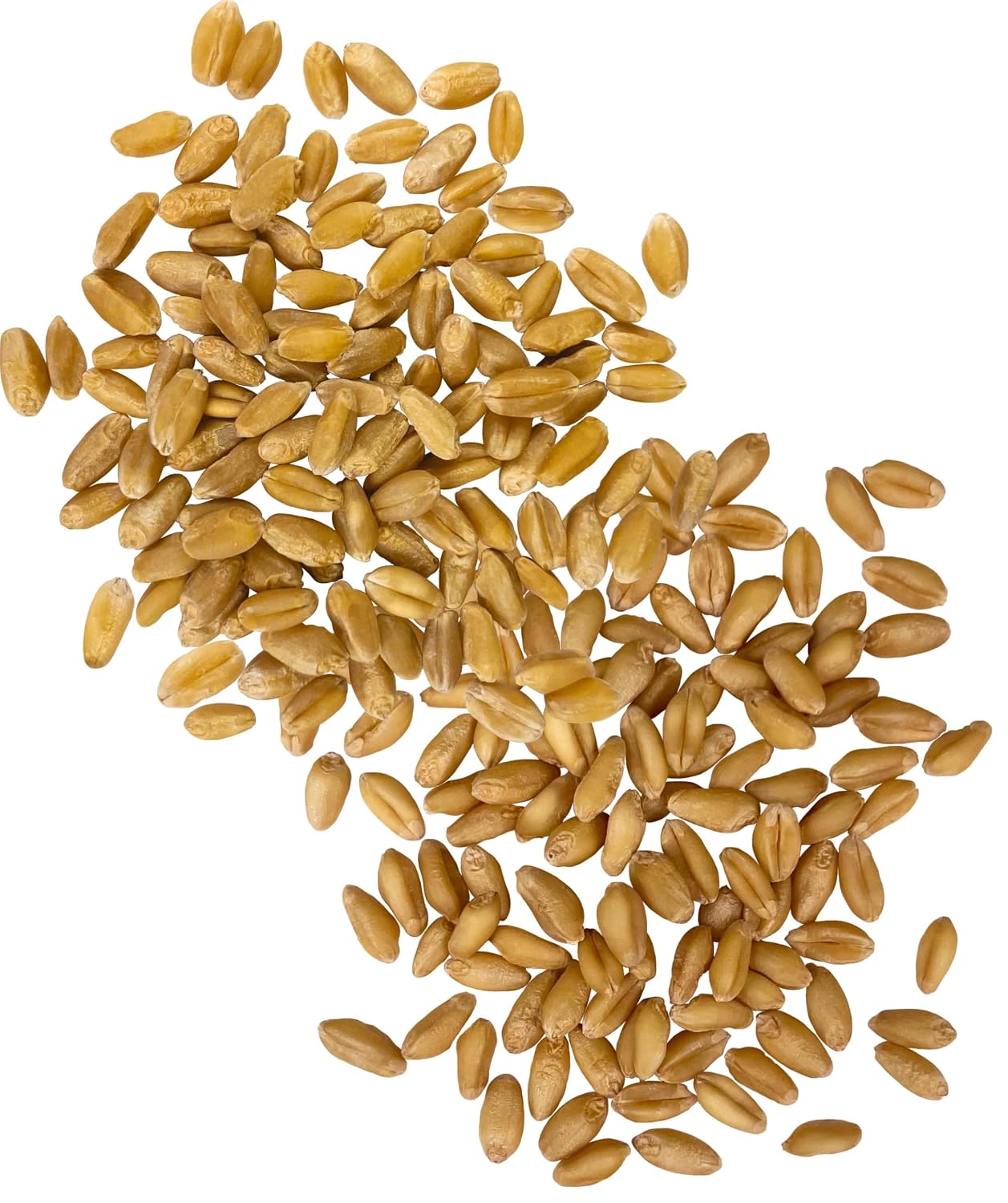 Palouse Brand Certified Glyphosate Residue Free Hard White Wheat Berries | 5 LBS | Non-GMO Project Verified | Kosher