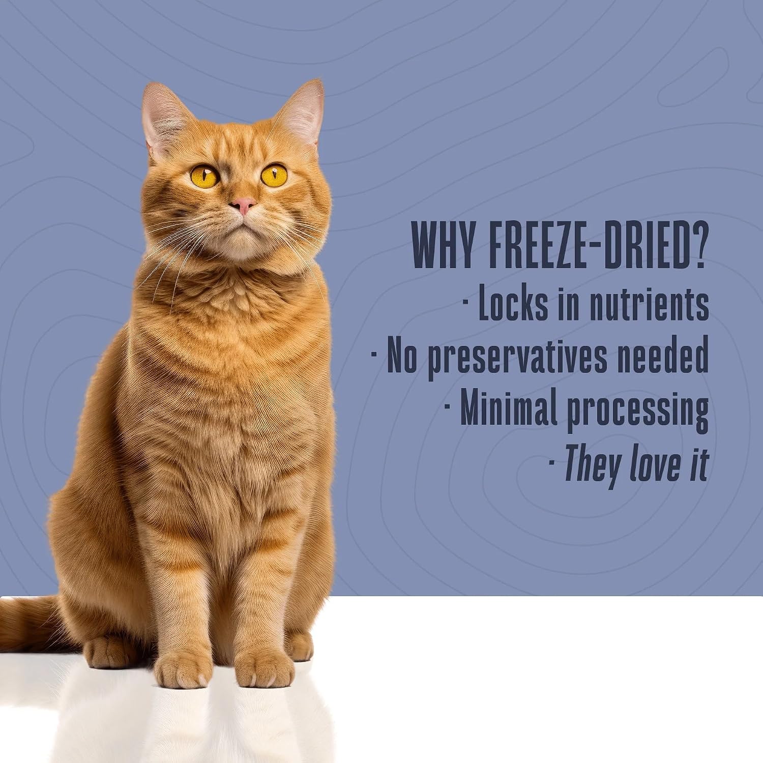 Whole Life Cat Just One Salmon Freeze Dried Cat Treats - Human Grade High Protein Food, Healthy Training Snacks, Freeze Dried Salmon Food Toppers, USA Made Natural Treats - 1 oz (Pack of 1)