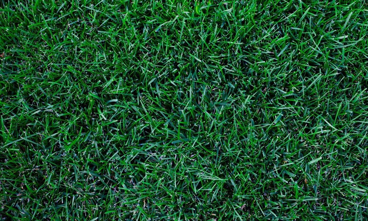 Kentucky Bluegrass Lawn Grass Seed, 1 Pound