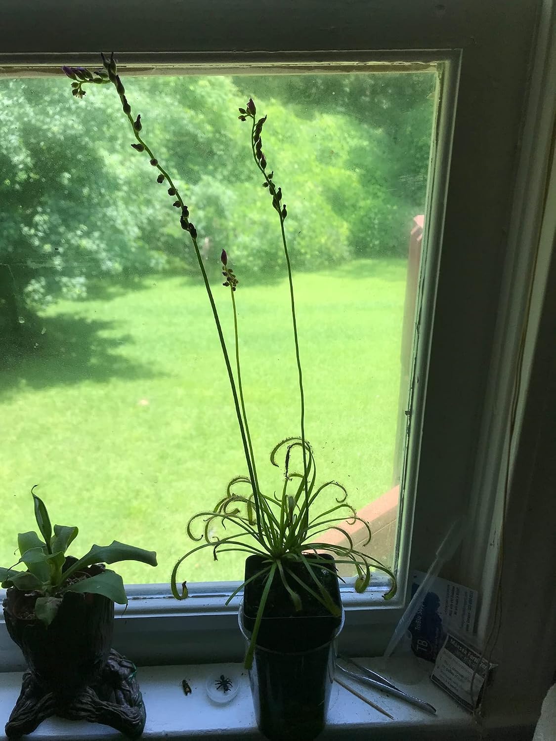 Live Tropical Carnivorous Plant Drosera capensis Pink Flower (x1) - Potted