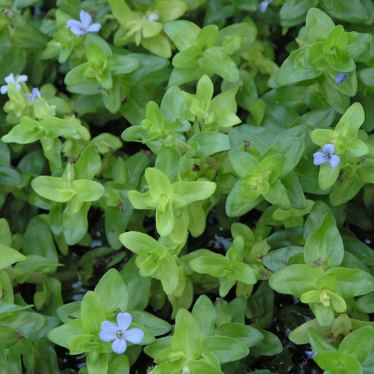 ‘Black Magic’ Taro, a Great Live Pond Plant for Your Water Garden. Filters The koi and Goldfish Pond. Good for Bogs