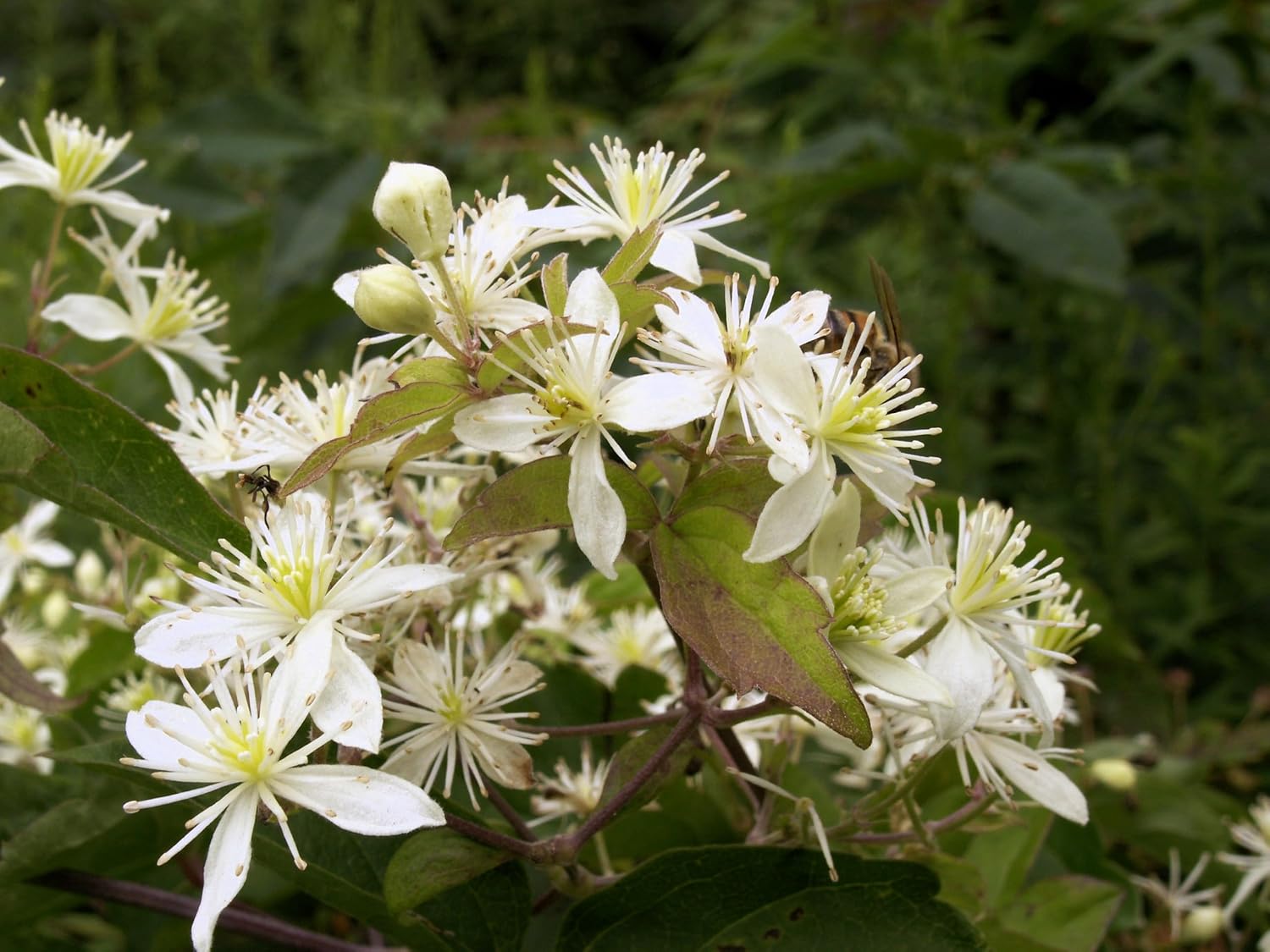 20 White Clematis Virginiana/Virgins Bower Flower Vine Seeds | Virgins Bower, Love Vine