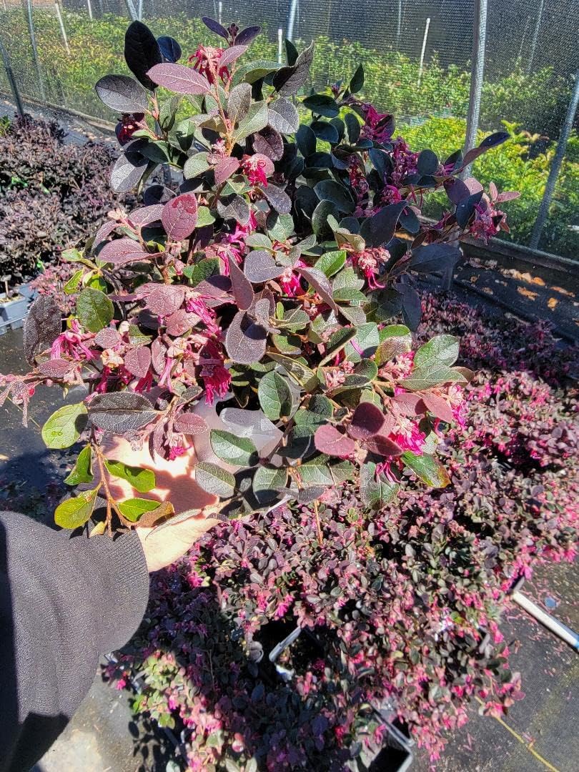 Plum Delight Loropetalum (Chinese Fringe) - Live Plant - (1 QT)