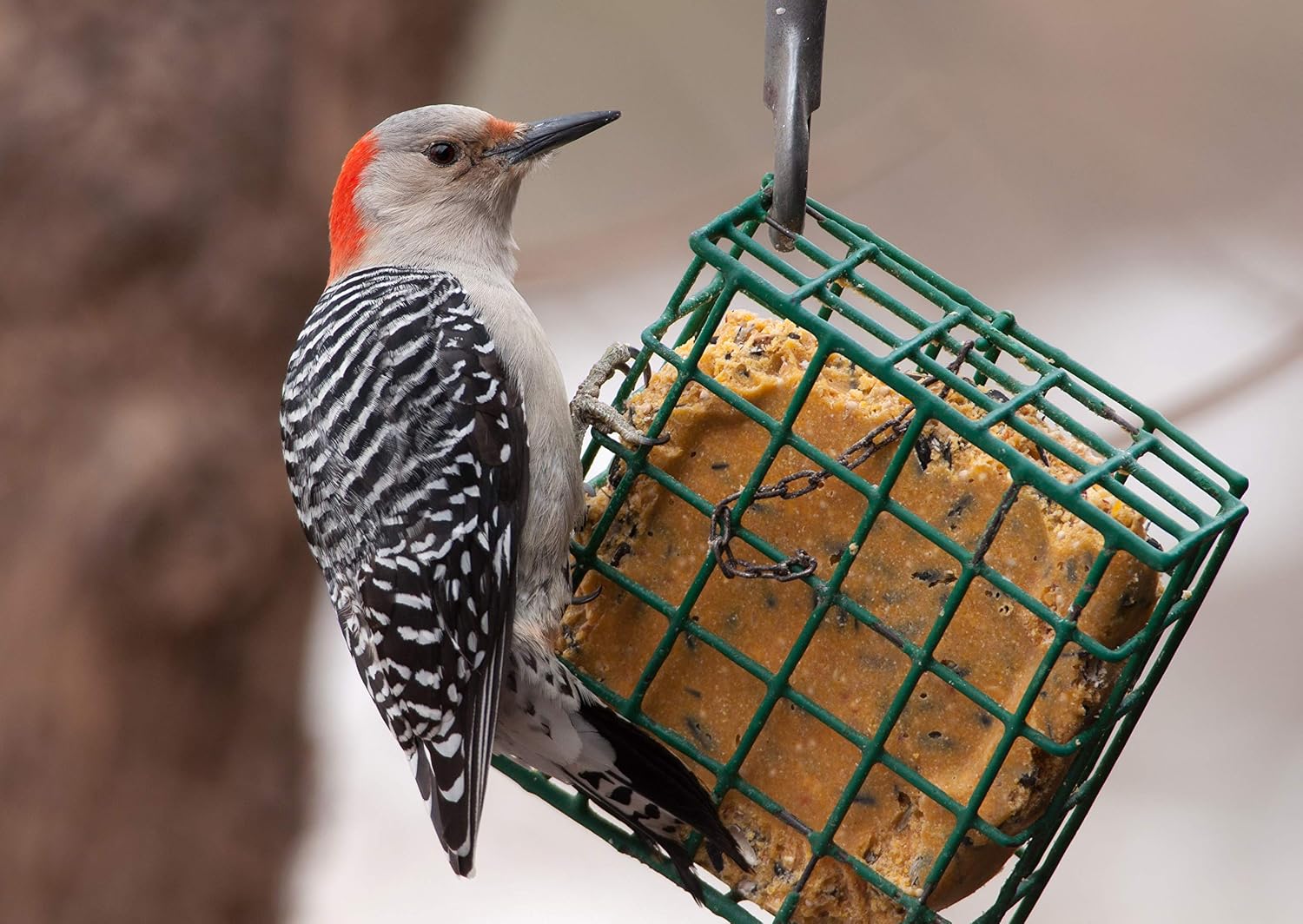 C&S CS12553 11.75 Oz Hot Pepper Delight Wild Bird No Melt Suet Dough