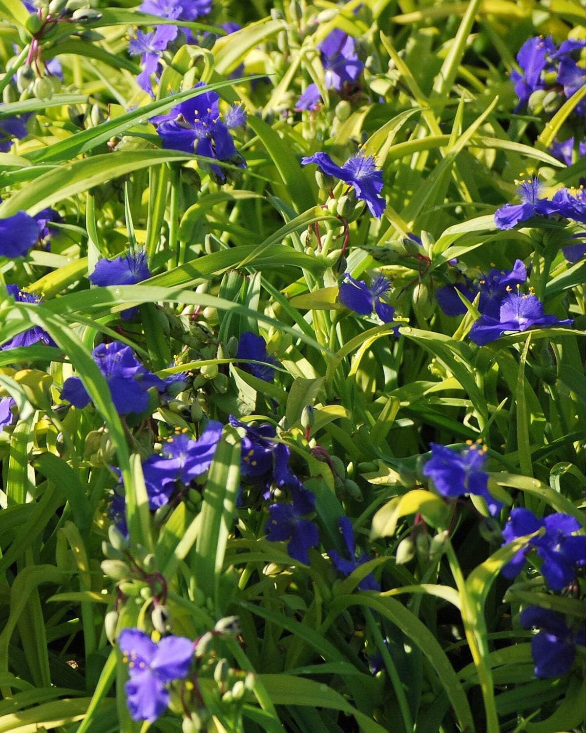 Perennial Farm Marketplace Tradescantia andersoniana 'Sweet Kate' (Spiderwort) Perennial, Size-#1 Container, Brilliant Gentian Blue Flowers