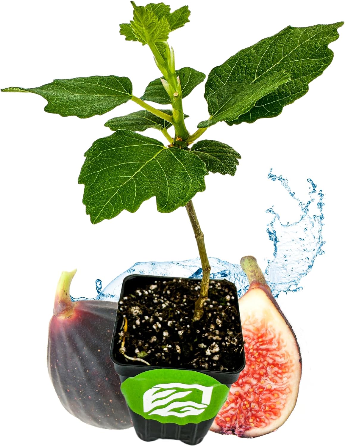 Olympian Fig Tree Live Plant - Ficus carica by Wellspring Gardens - Starter Plant Ideal for Gardens & Containers - Great for Indoor Houseplants, Outdoor Landscaping & Garden Planting