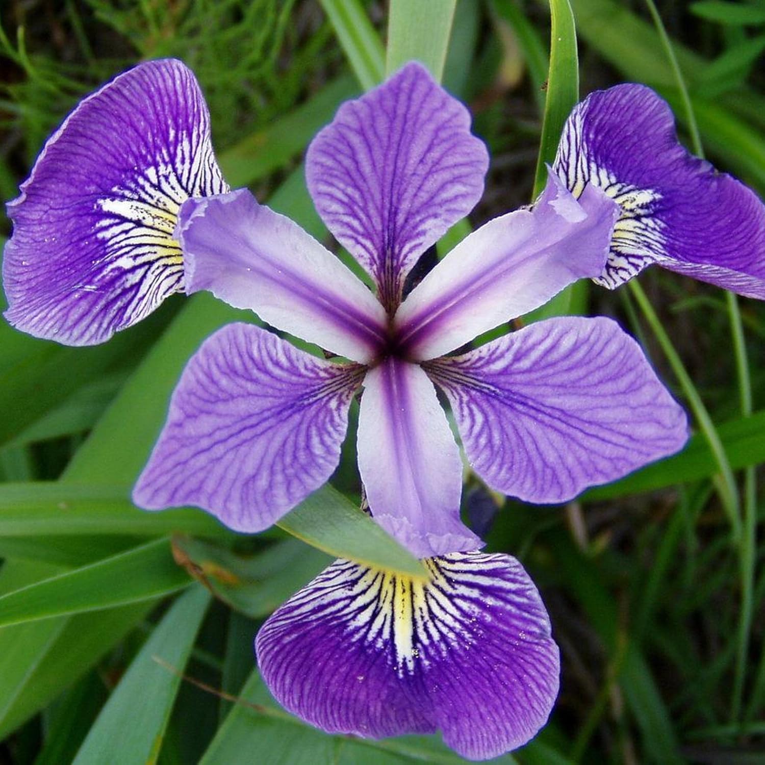 ‘Black Magic’ Taro, a Great Live Pond Plant for Your Water Garden. Filters The koi and Goldfish Pond. Good for Bogs