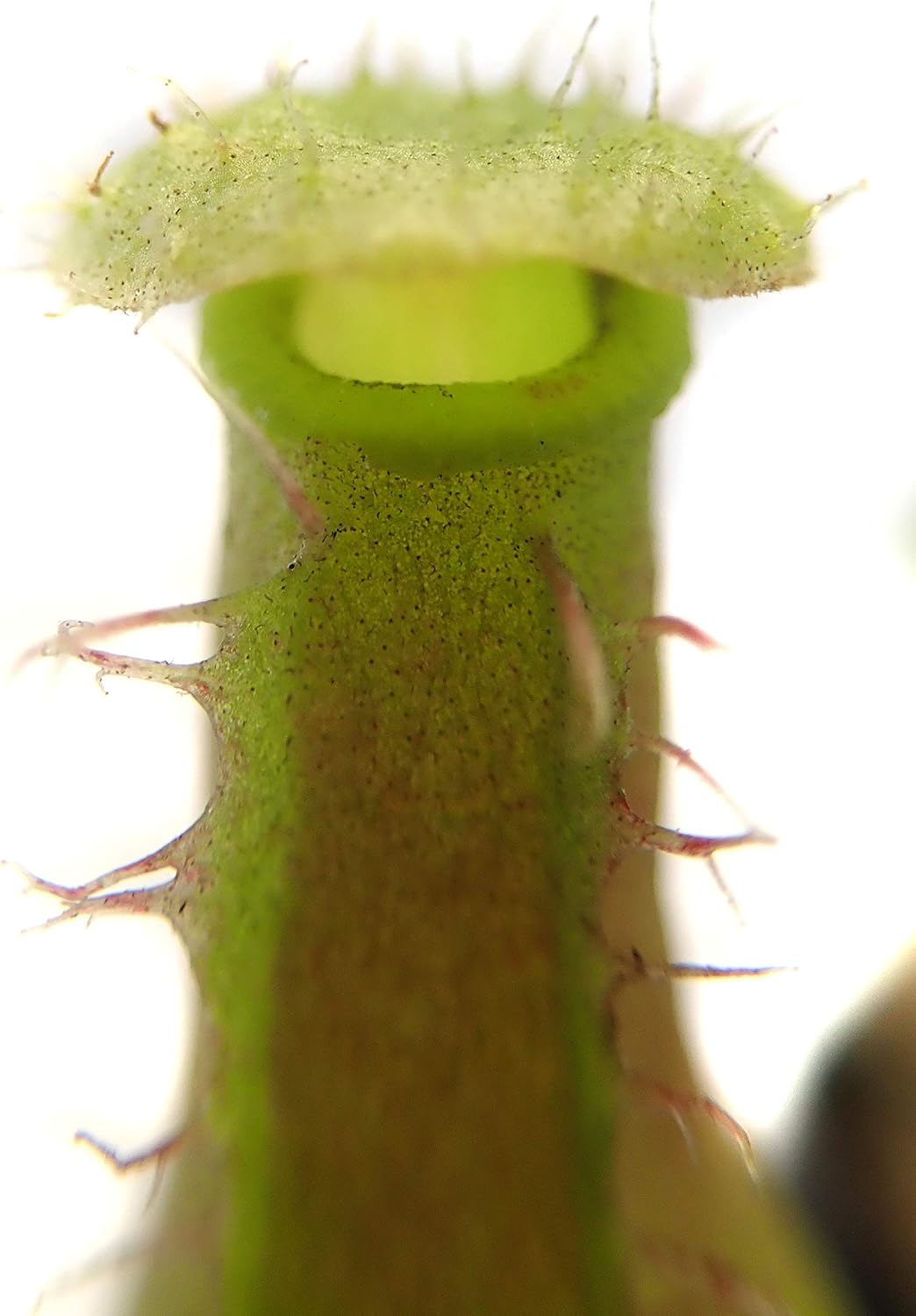 Nepenthes 'Alata' Pitcher Plant