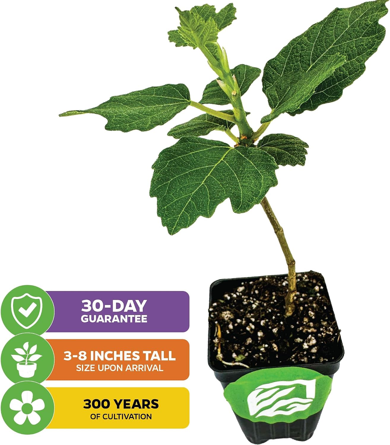 Olympian Fig Tree Live Plant - Ficus carica by Wellspring Gardens - Starter Plant Ideal for Gardens & Containers - Great for Indoor Houseplants, Outdoor Landscaping & Garden Planting