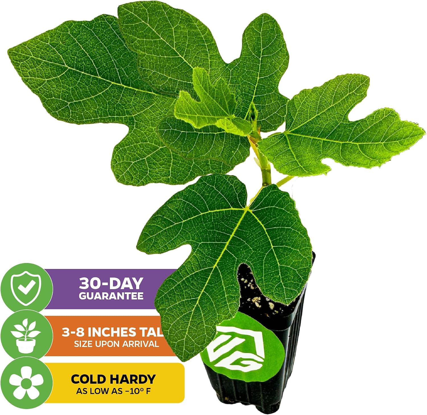 Chicago Hardy Fig Tree (1-Pack) Live Starter Plant by Wellspring Gardens | Ficus carica | Hardy & Fruitful | Ideal for Gardens | Purple-Skinned Fig | Edible Landscape Plant | Food forest