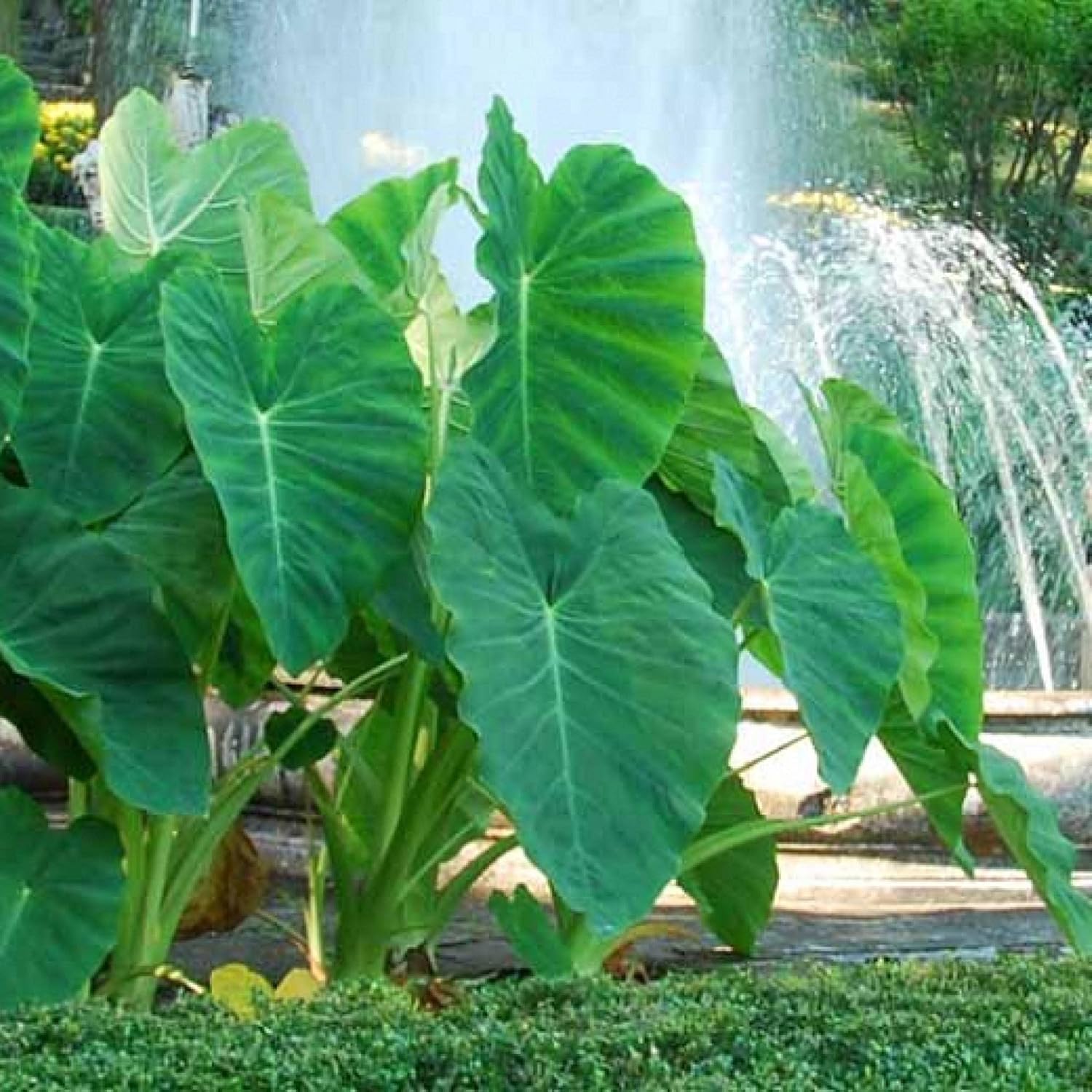 ‘Black Magic’ Taro, a Great Live Pond Plant for Your Water Garden. Filters The koi and Goldfish Pond. Good for Bogs